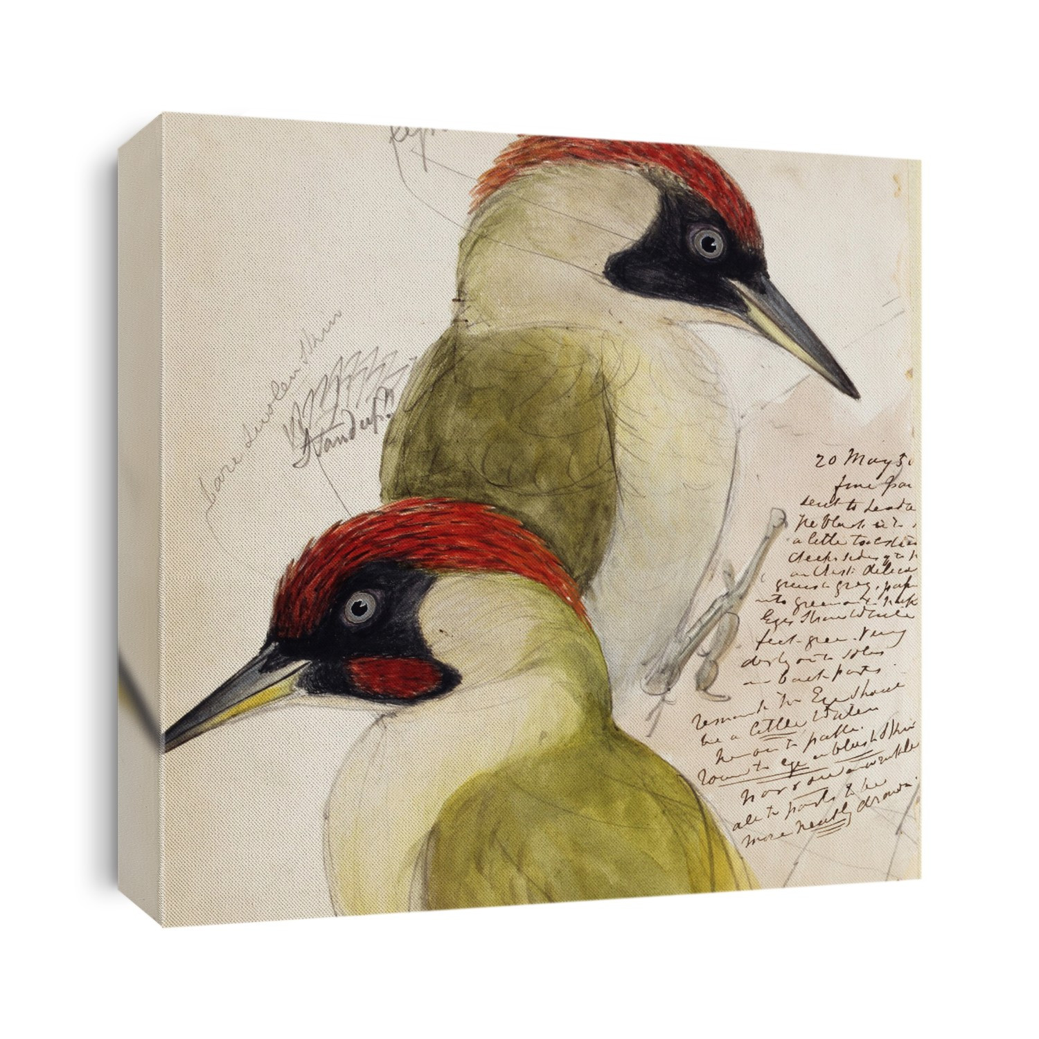 Green woodpecker birds (Picus viridus). 19th century illustration from John and Elizabeth Gould's 'M.S. Notes for Birds of Europe Insessores' (1832-1837).