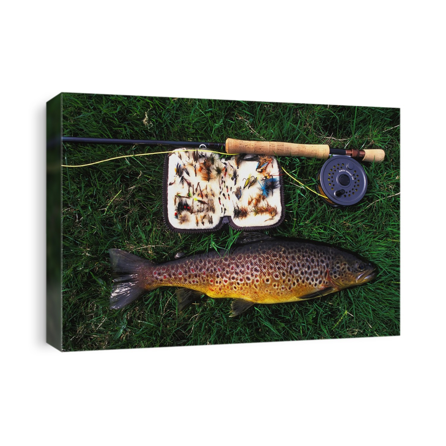 Wild Brown Trout And Fishing Rod