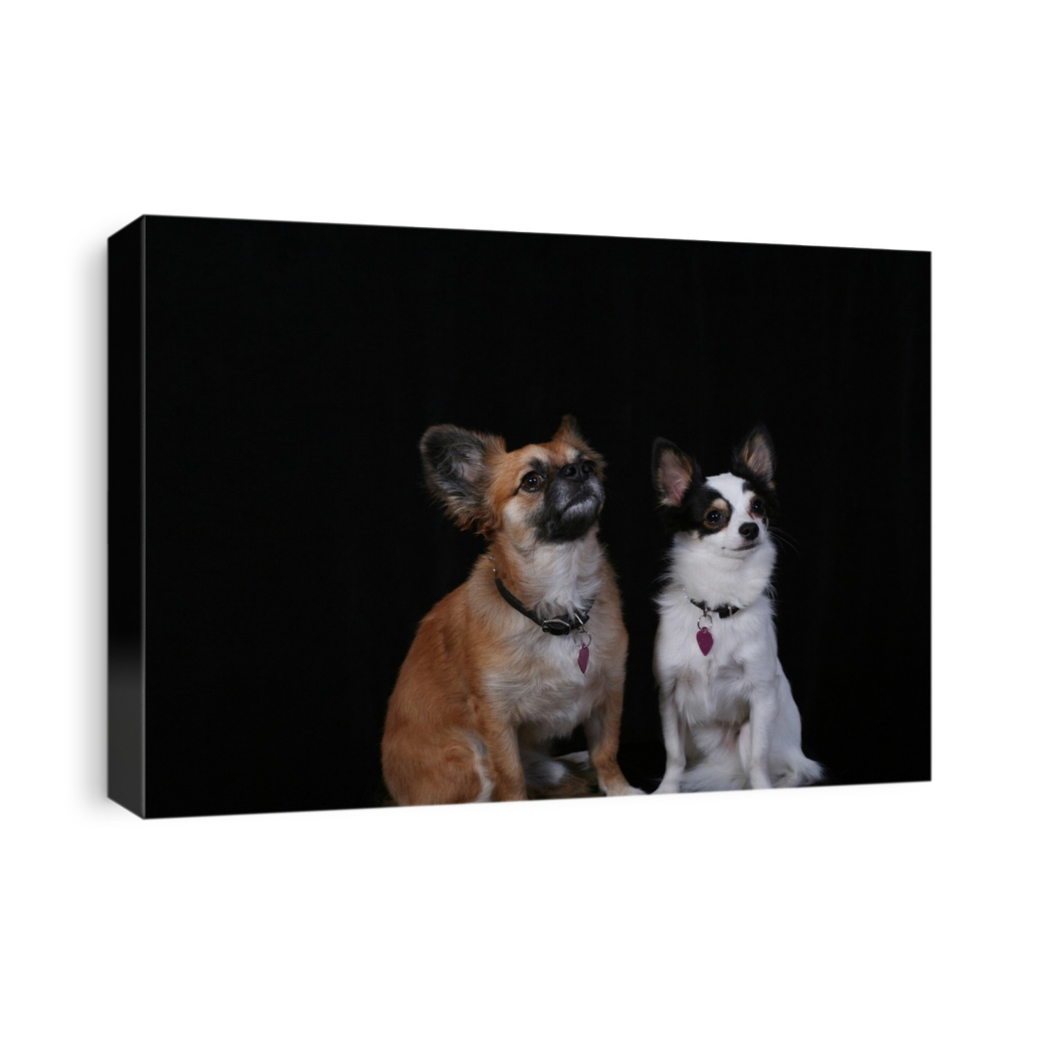 pair of chihuahuas