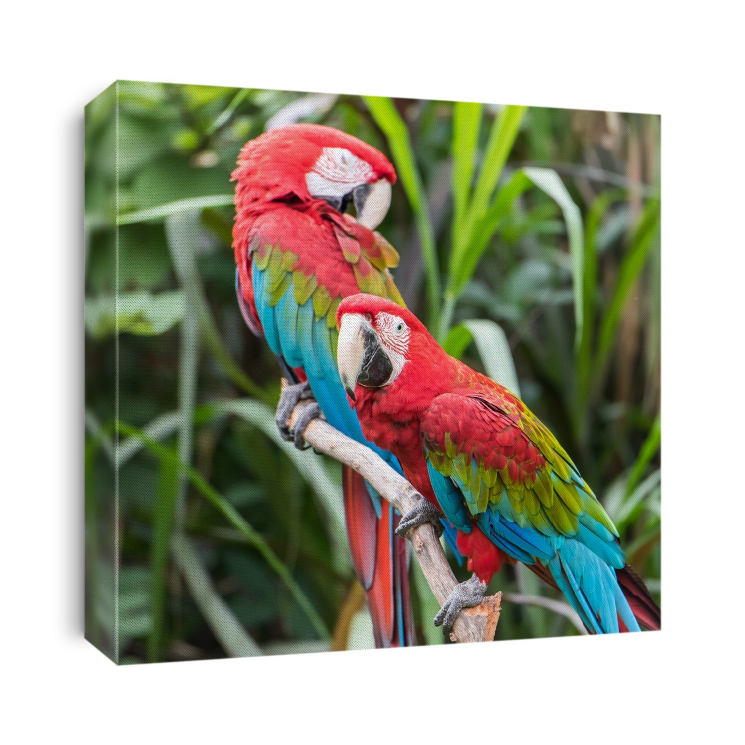 Colourful parrots bird sitting on the perch.
