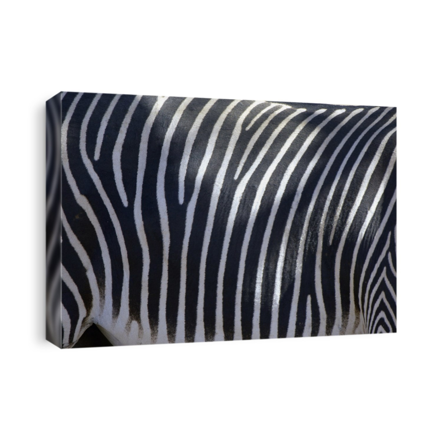 Zebra skin. Striped skin of a zebra (Equus sp.). Zebras are wild horses that inhabit the savannahs and grasslands of south- eastern Africa. They primarily graze on grasses, and are often the first grazer to colonise areas of longer grass. Zebras are social animals that live in small family groups comprising an adult stallion, mares and their foals. Many family groups come together to form herds that can number several hundred individuals. They often associate with other grazing herbivores, such as wildebeest and antelopes. Photographed in Samburu Game Reserve in Kenya, East Africa.