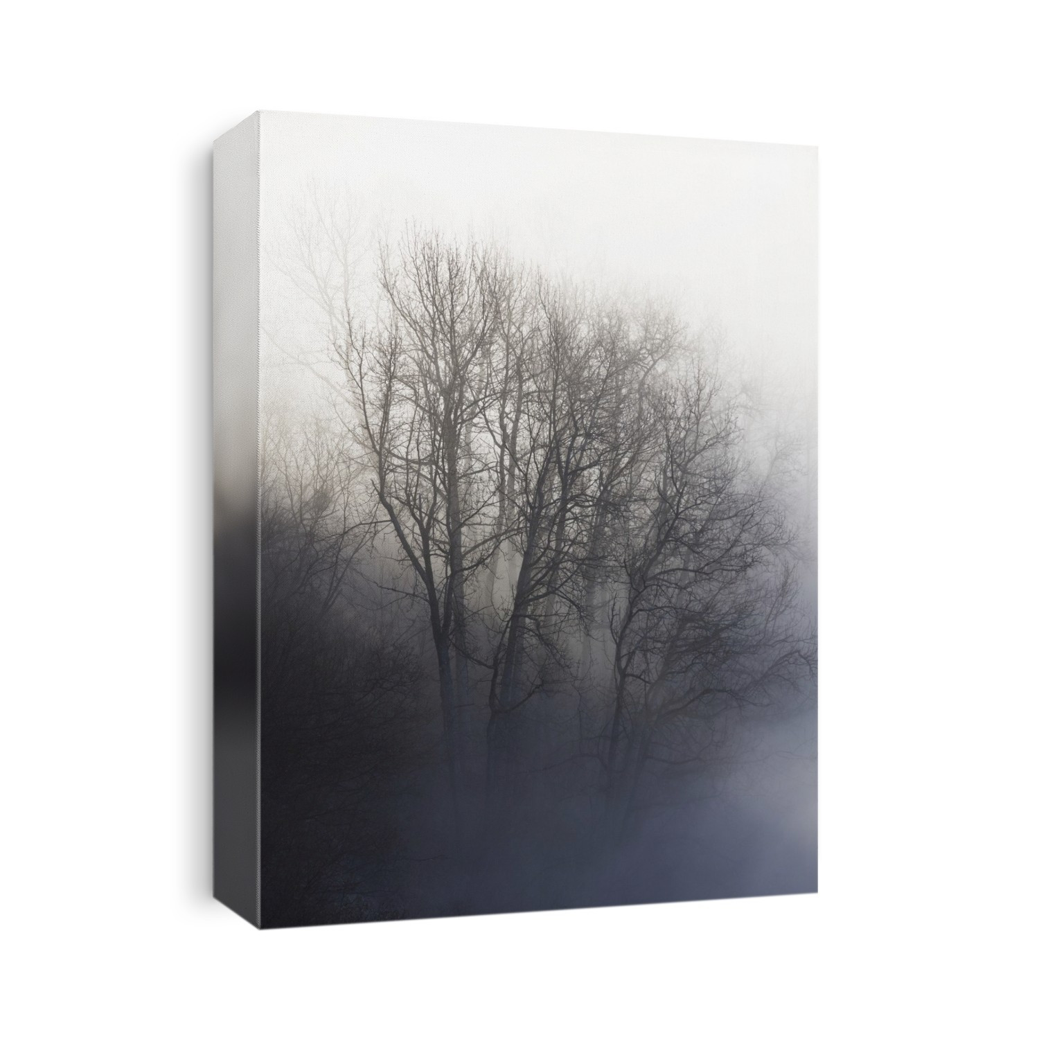 A Leafless Tree Shrouded In Fog; Homer, Alaska, United States Of America