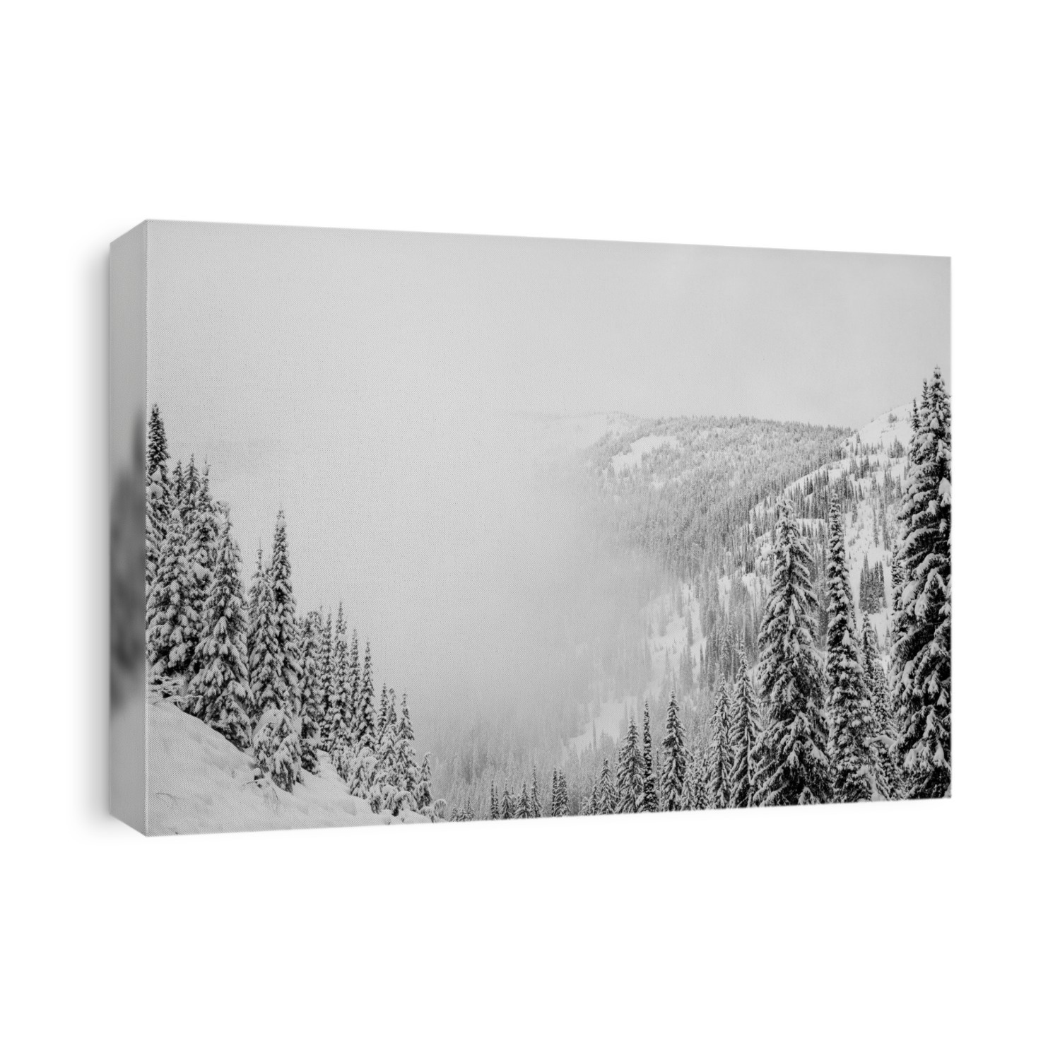 Forests on the mountains covered in snow in the fog, Whitewater Resort; Nelson, British Columbia, Canada