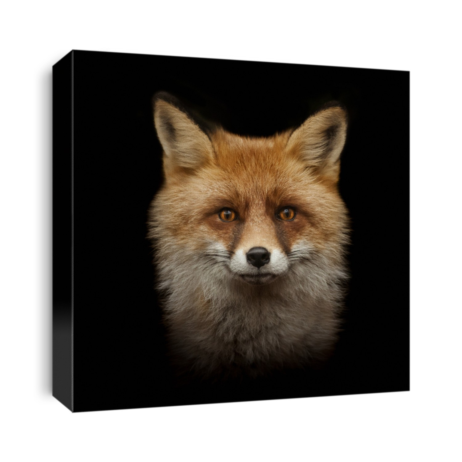 red fox face isolated on black background