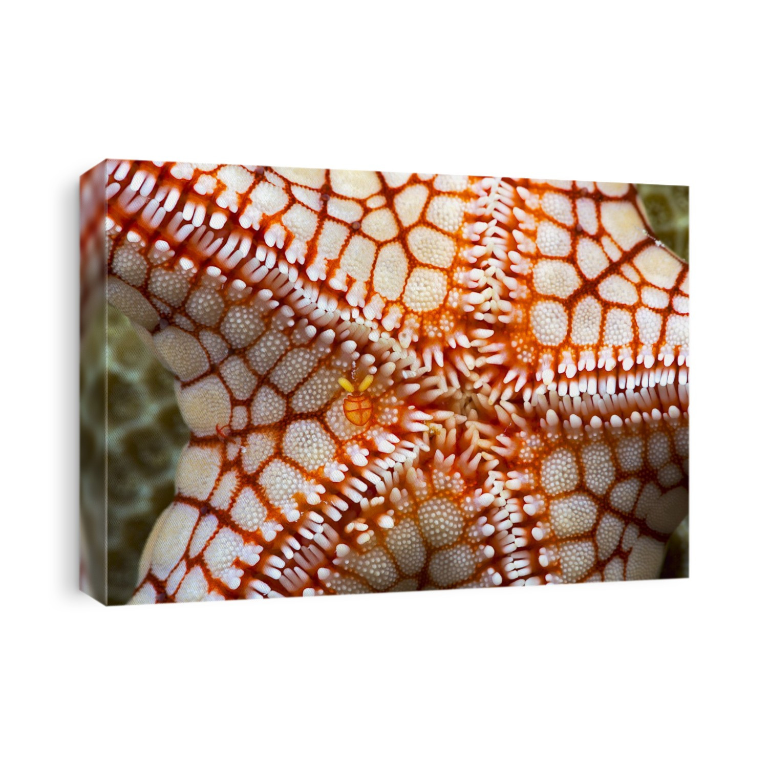 A Female Symbiotic Copepod (Stellicola Sp.) Can Be Seen Just To The Left Of Center On This Necklace Seastar (Fromia Monilis); Yap, Micronesia