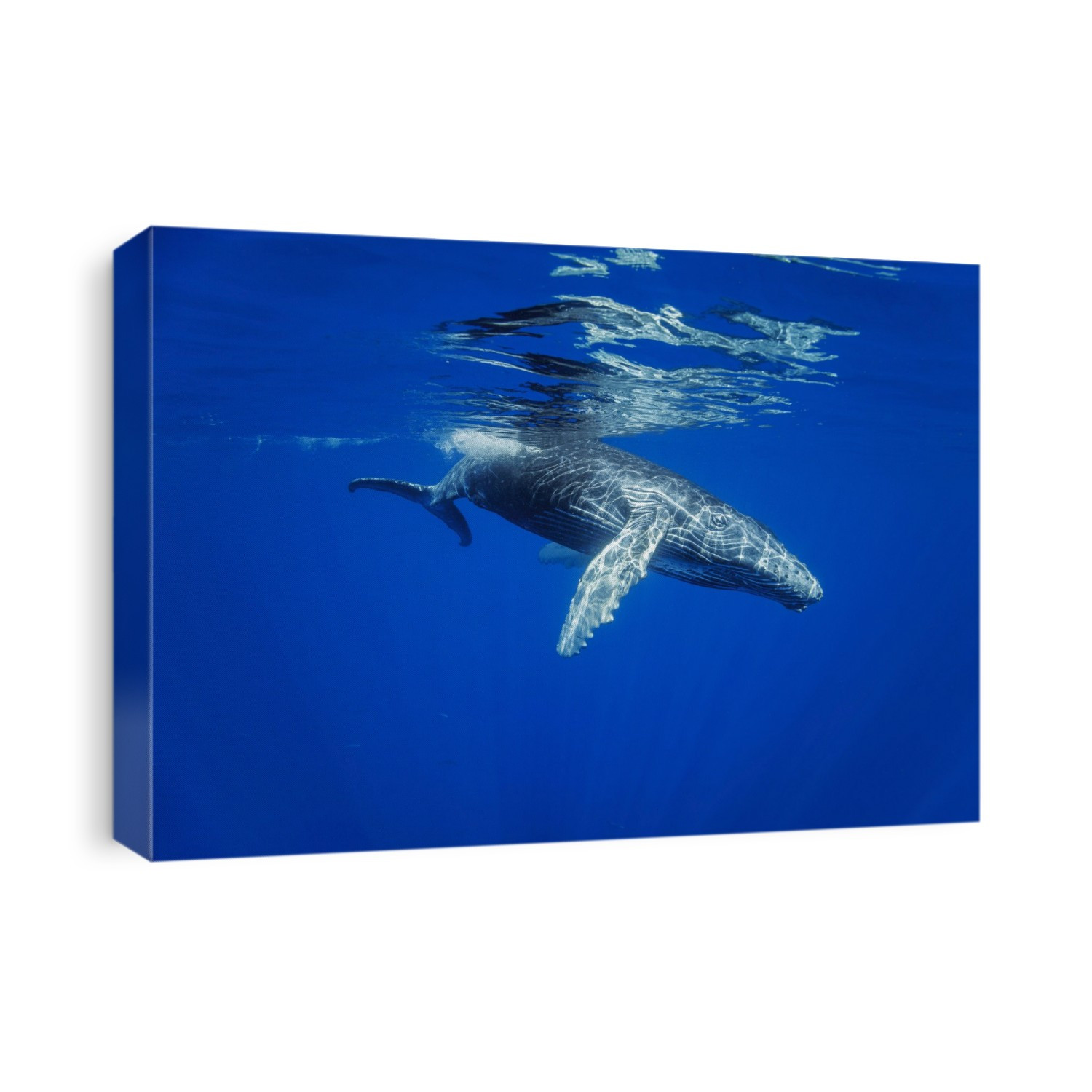Humpback whale (Megaptera novaeangliae) underwater, Hawaii. The Hawaiian Islands are the principal winter breeding grounds for the North Pacific humpback whale population; Hawaii, United States of America