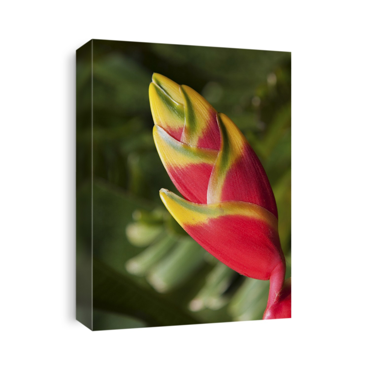 Close-Up Of Lobster-Claw Heliconia Flower; Maui, Hawaii, United States Of America