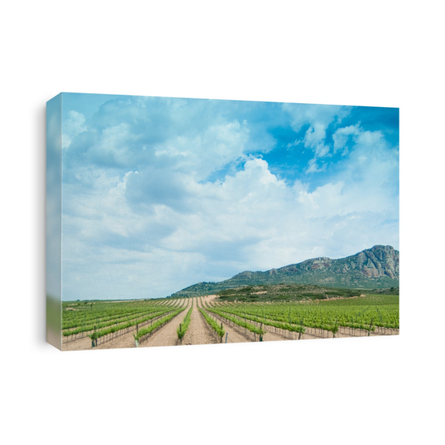 Landscape with vineyards in Spain