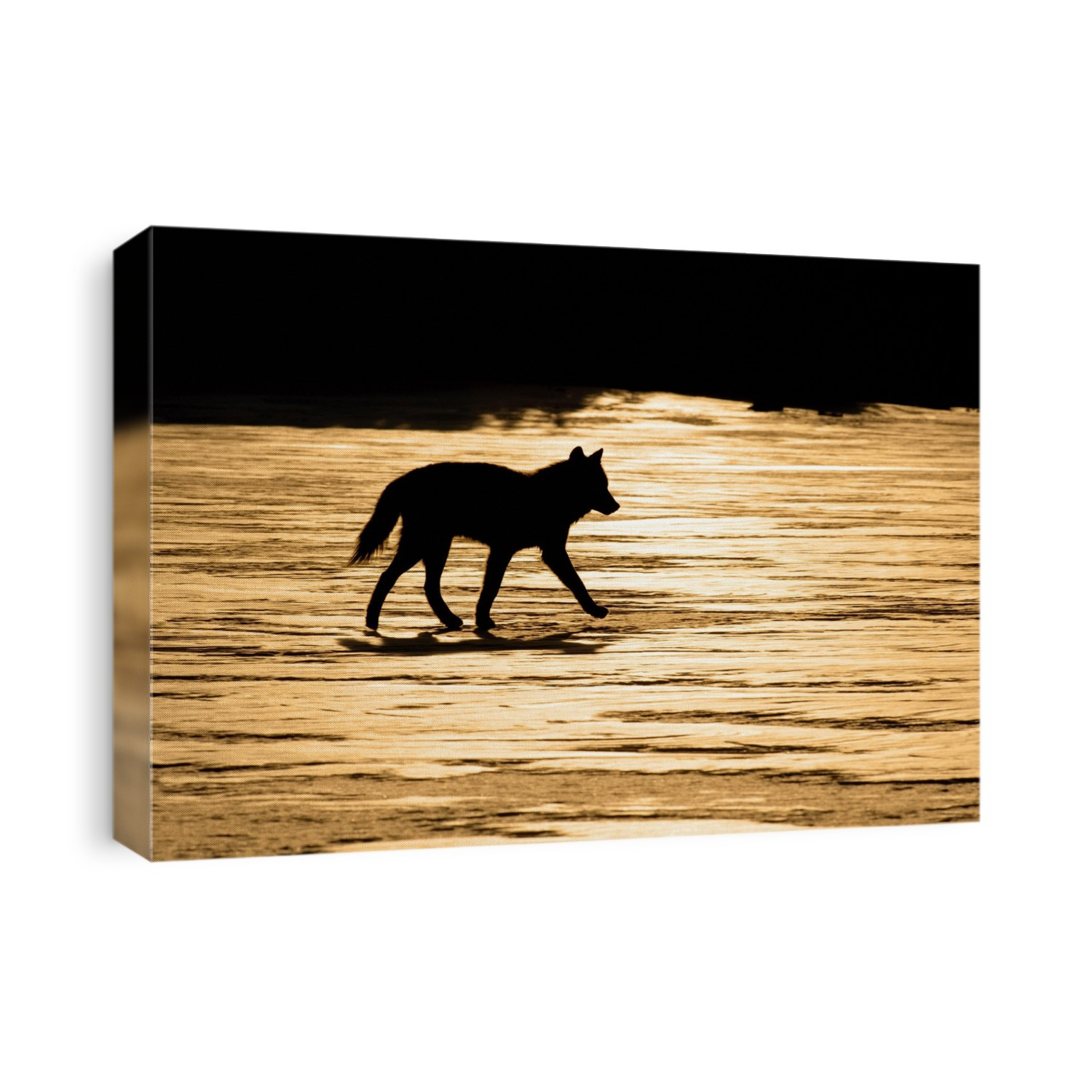 Silhouetted Archipelago Wolf Trotting Across Snow Field In Evening Sunlight Southeast Alaska Winter