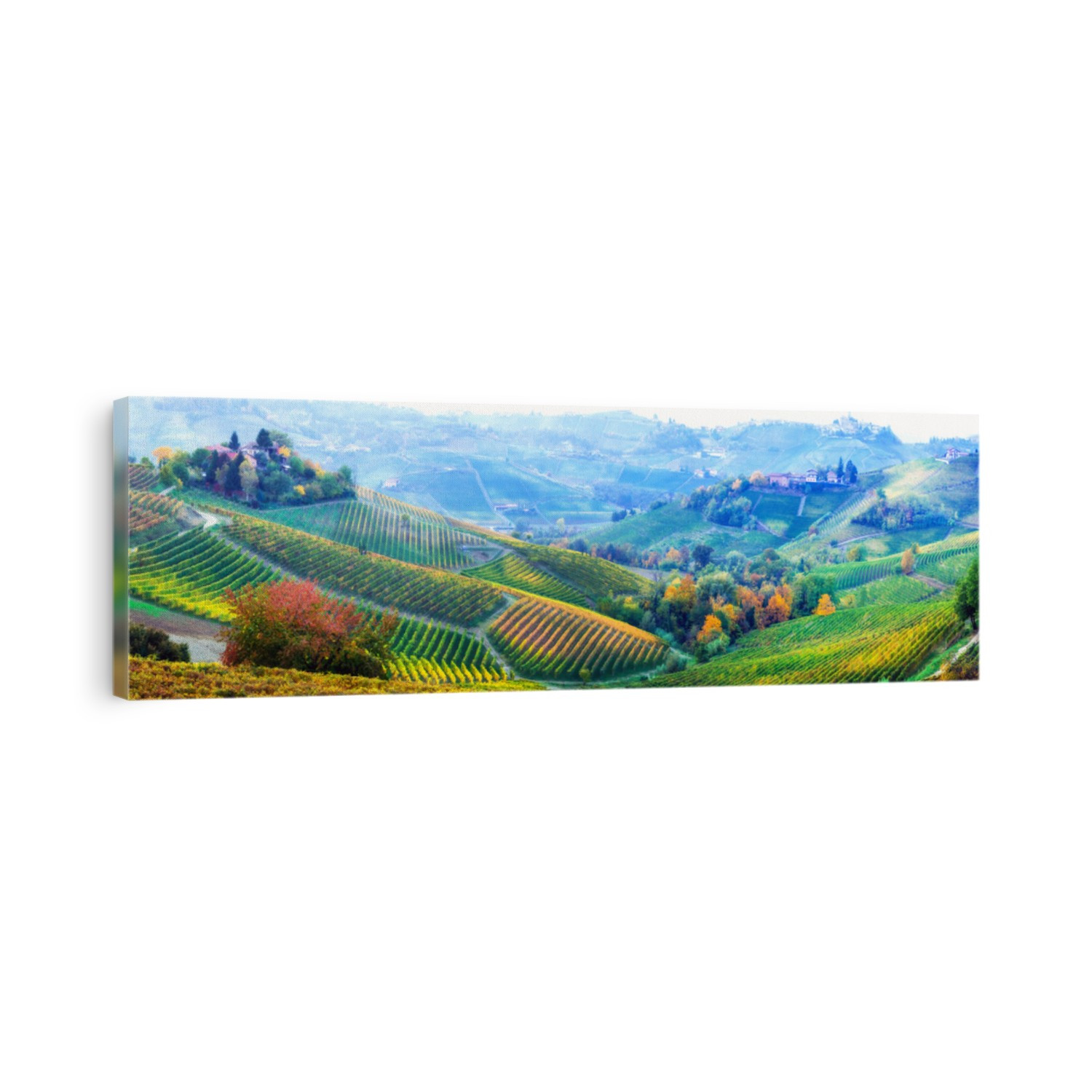 amazing vast plantation of vineyards in Piemonte- famous vine region of Italy