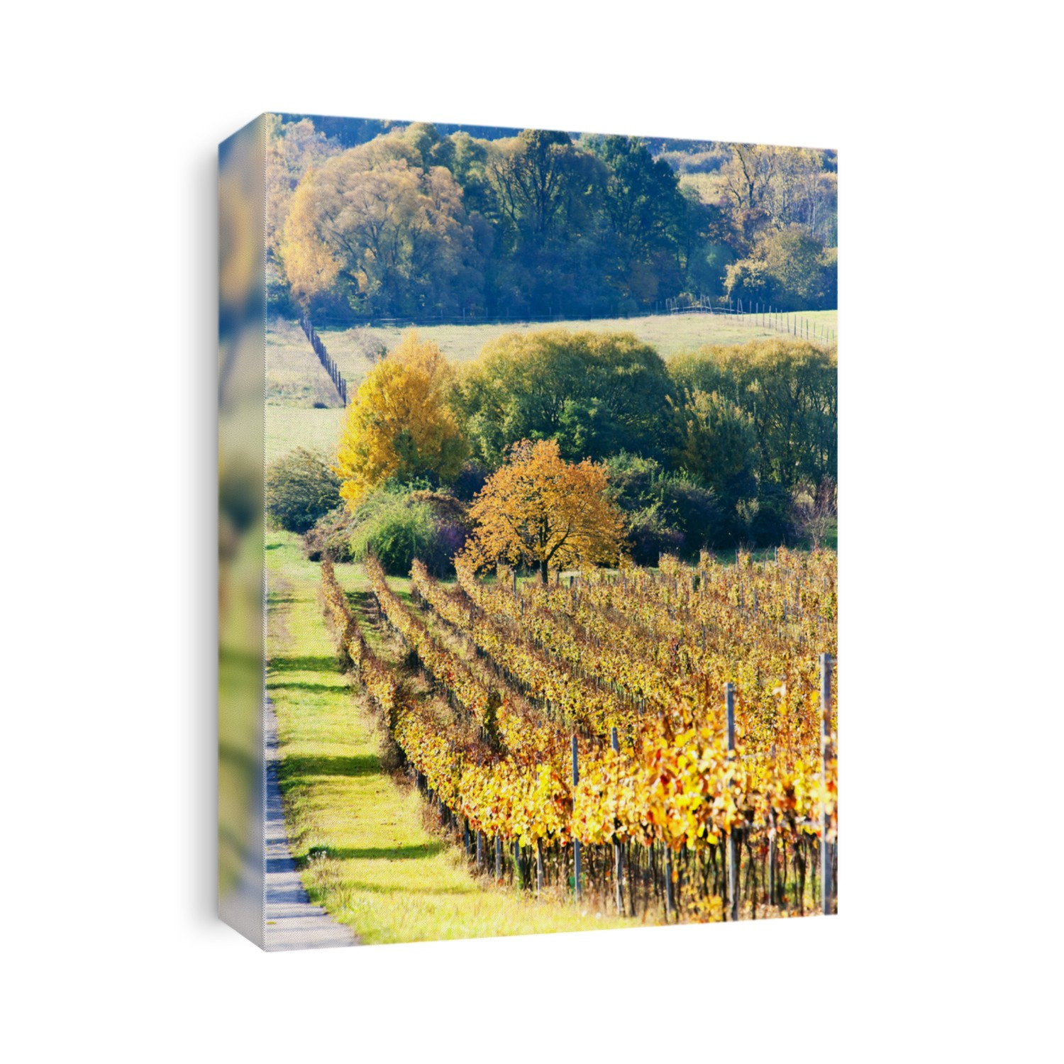 vineyards in autumn, Czech Republic