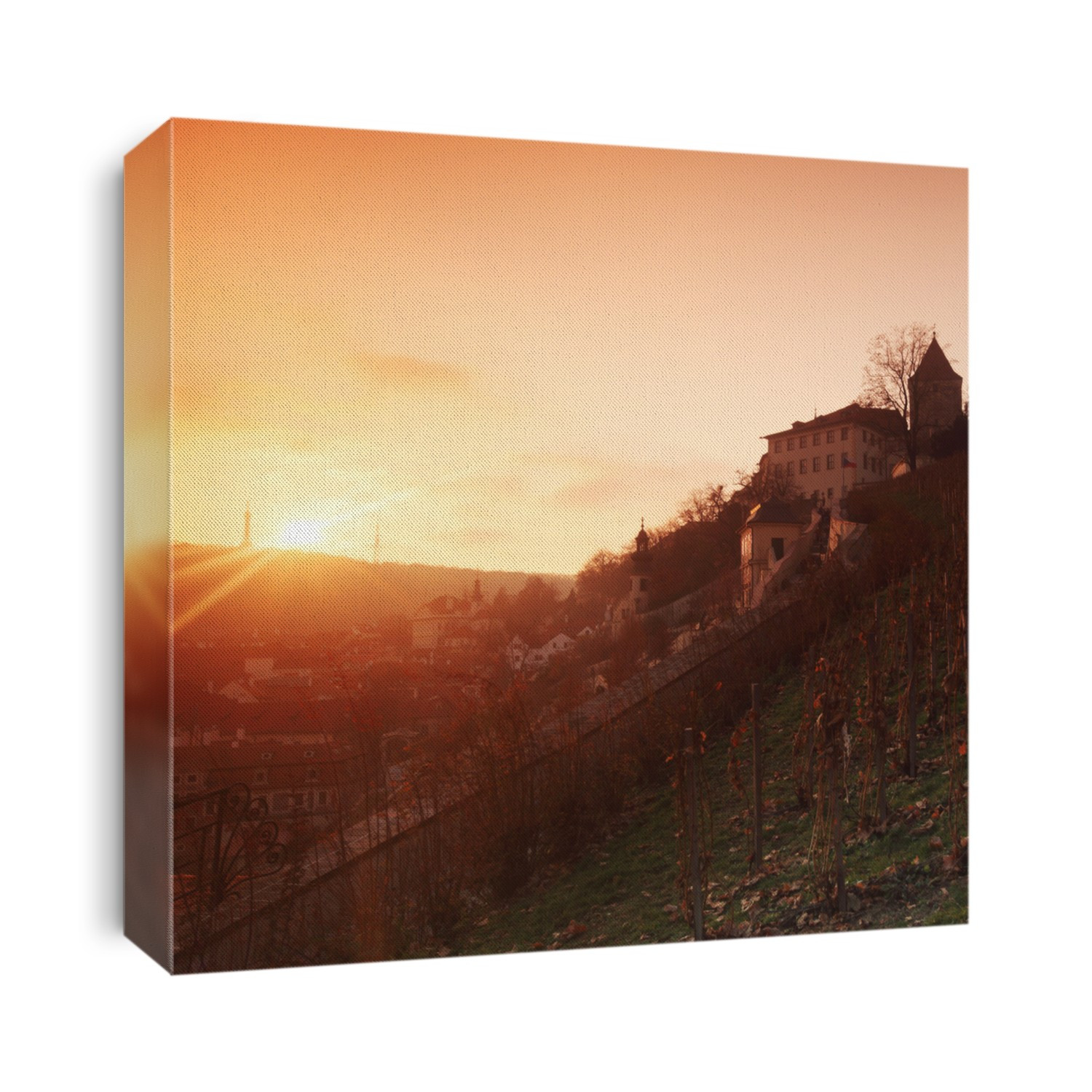 vineyard in prague