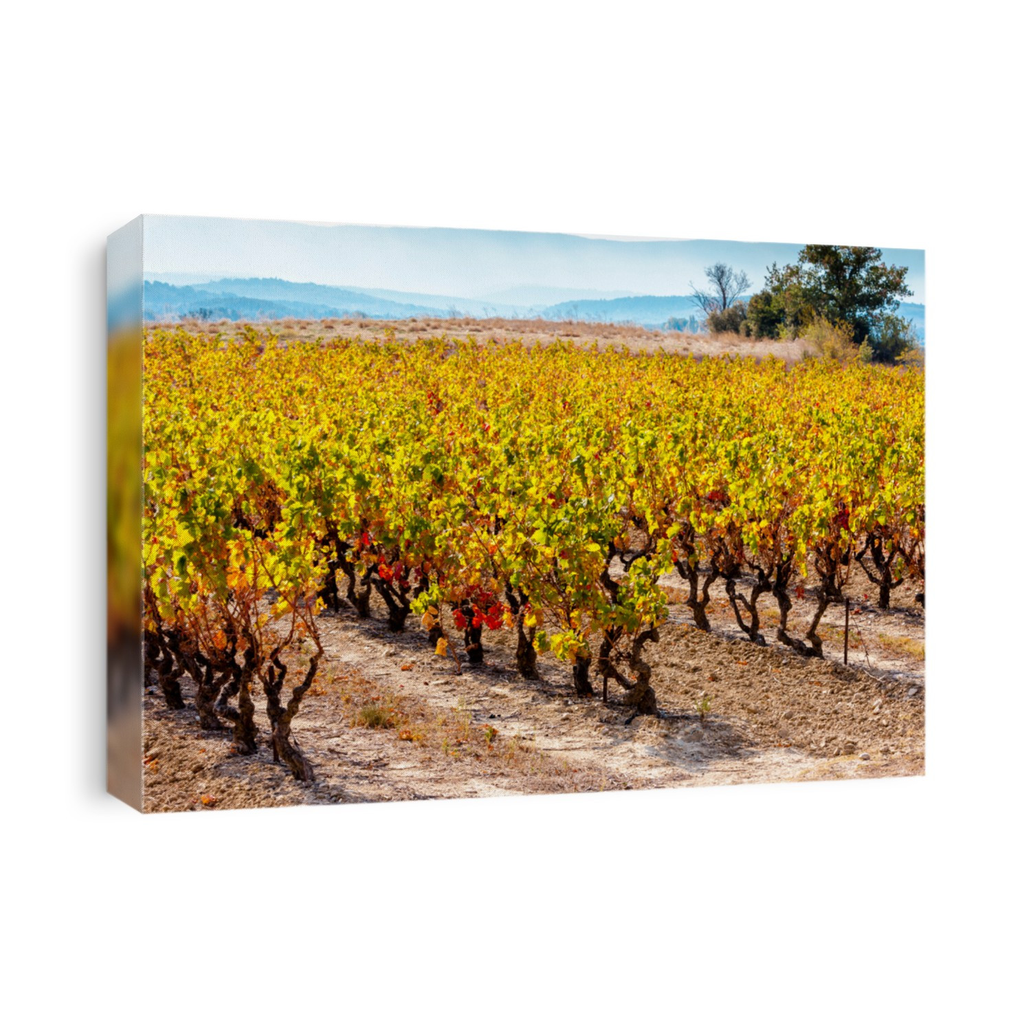 autumn vineyards in sourh France
