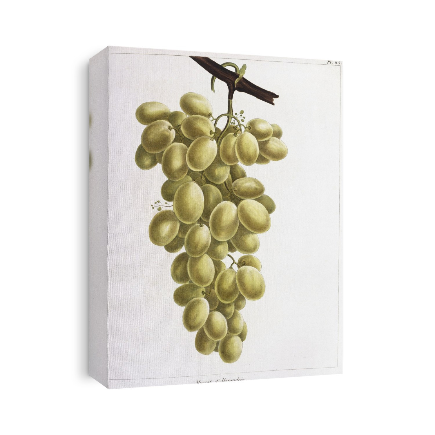 Grapes (Vitis sp.). This artwork is plate 65 ('Muscat d'Alexandrie grapes') from 'Le Jardin Fruitier' (1821) by the French botanist Louis Claude Noisette (1772-1849). Held in the Botany Library at the Natural History Museum, London, UK.