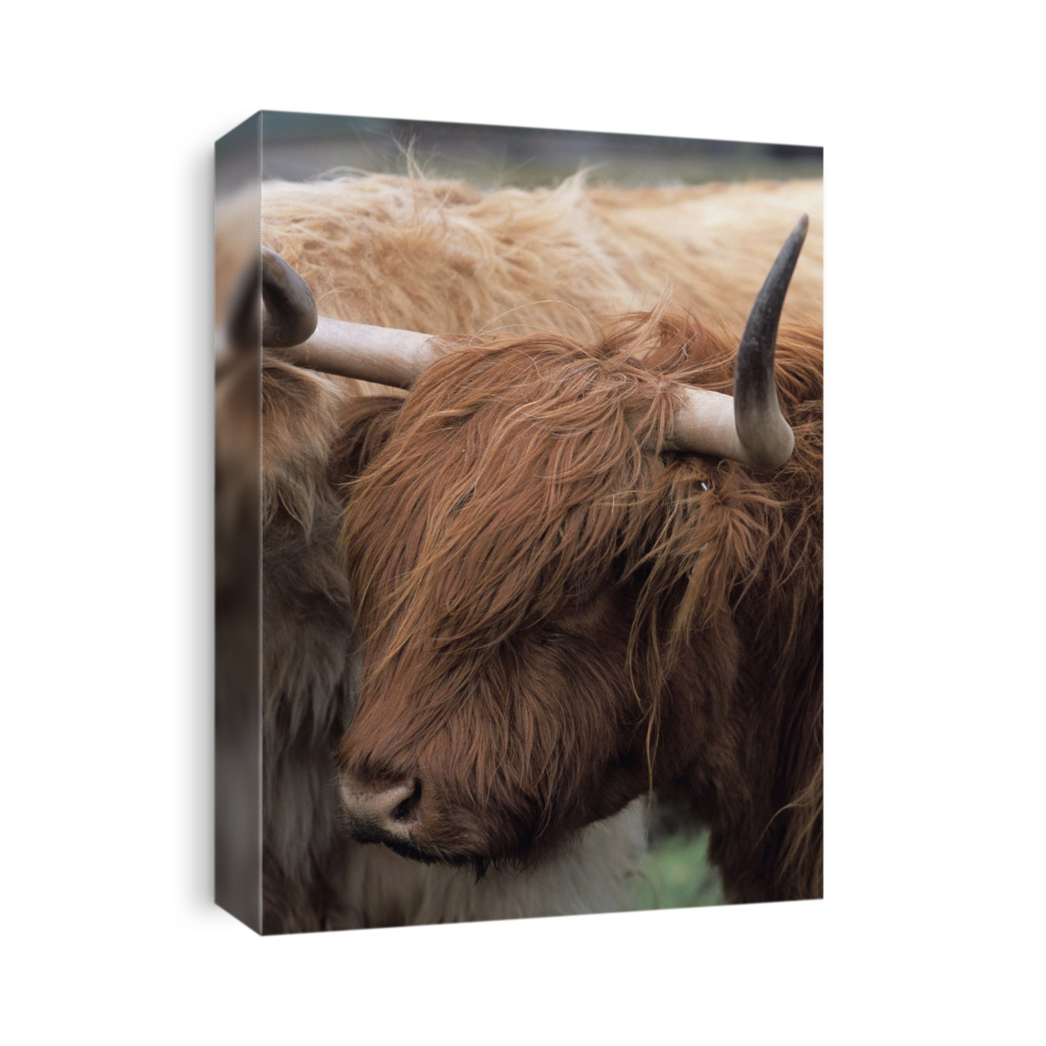 Highland cow.