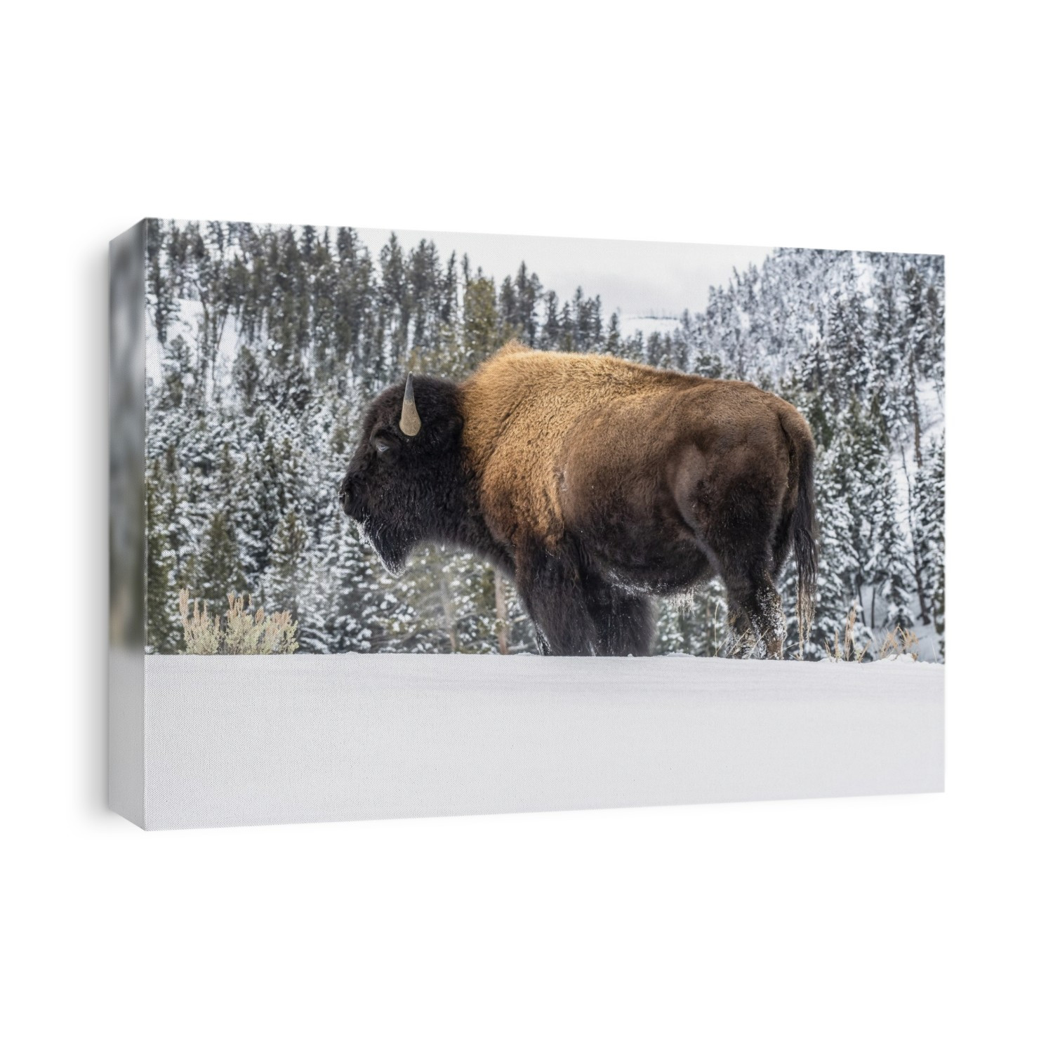 American Bison bull (Bison bison) standing in snow in Yellowstone National Park; Wyoming, United States of America