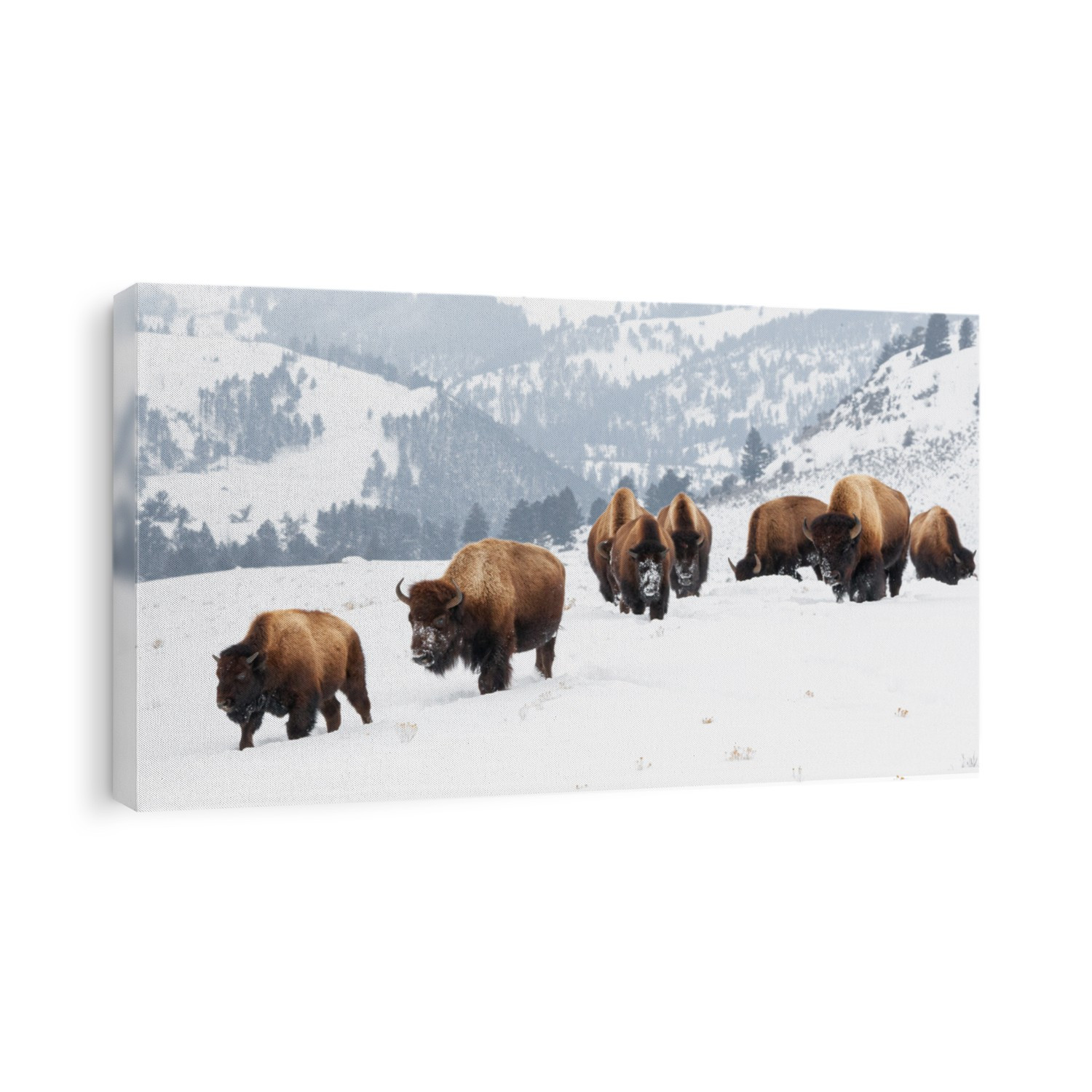 Yellowstone Bison in the winter snow