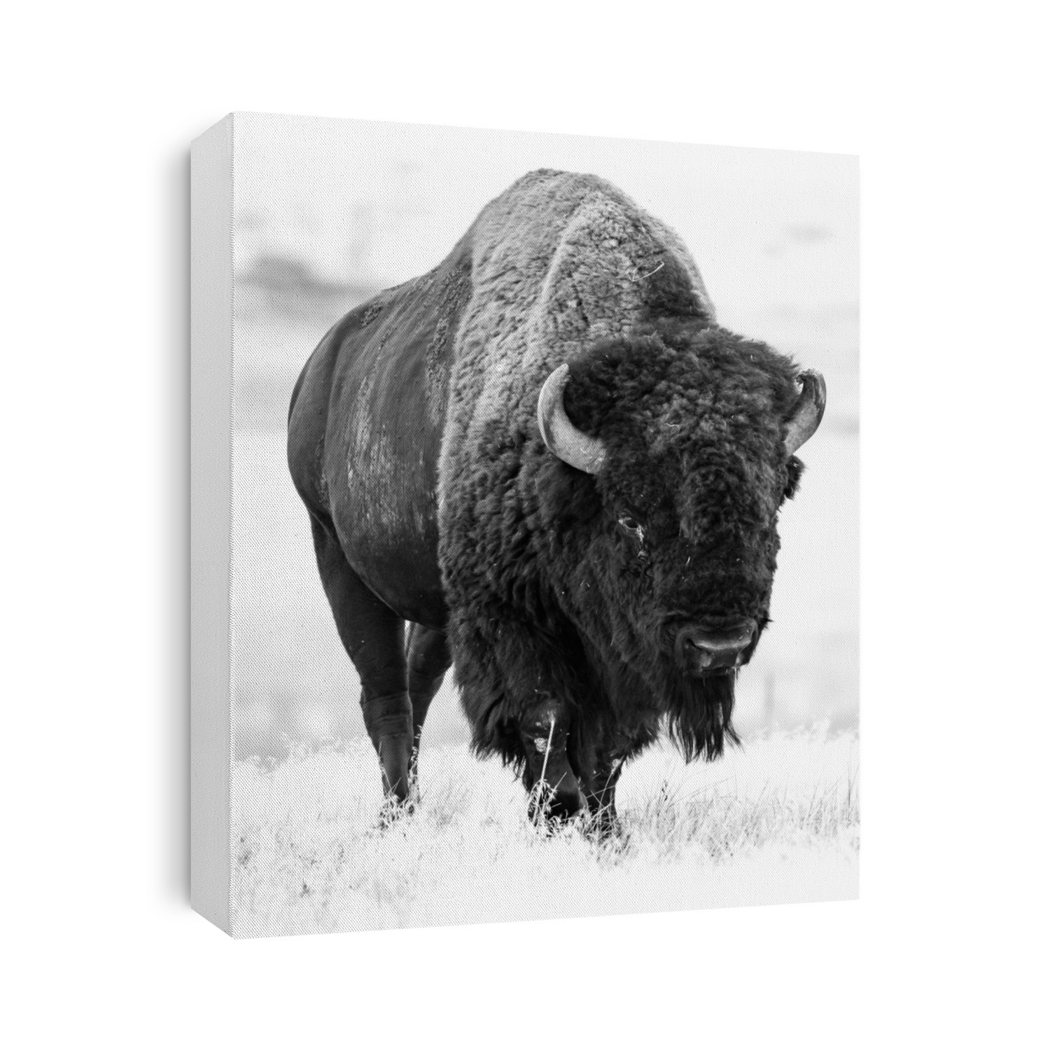 Wild American Bison in Colorado