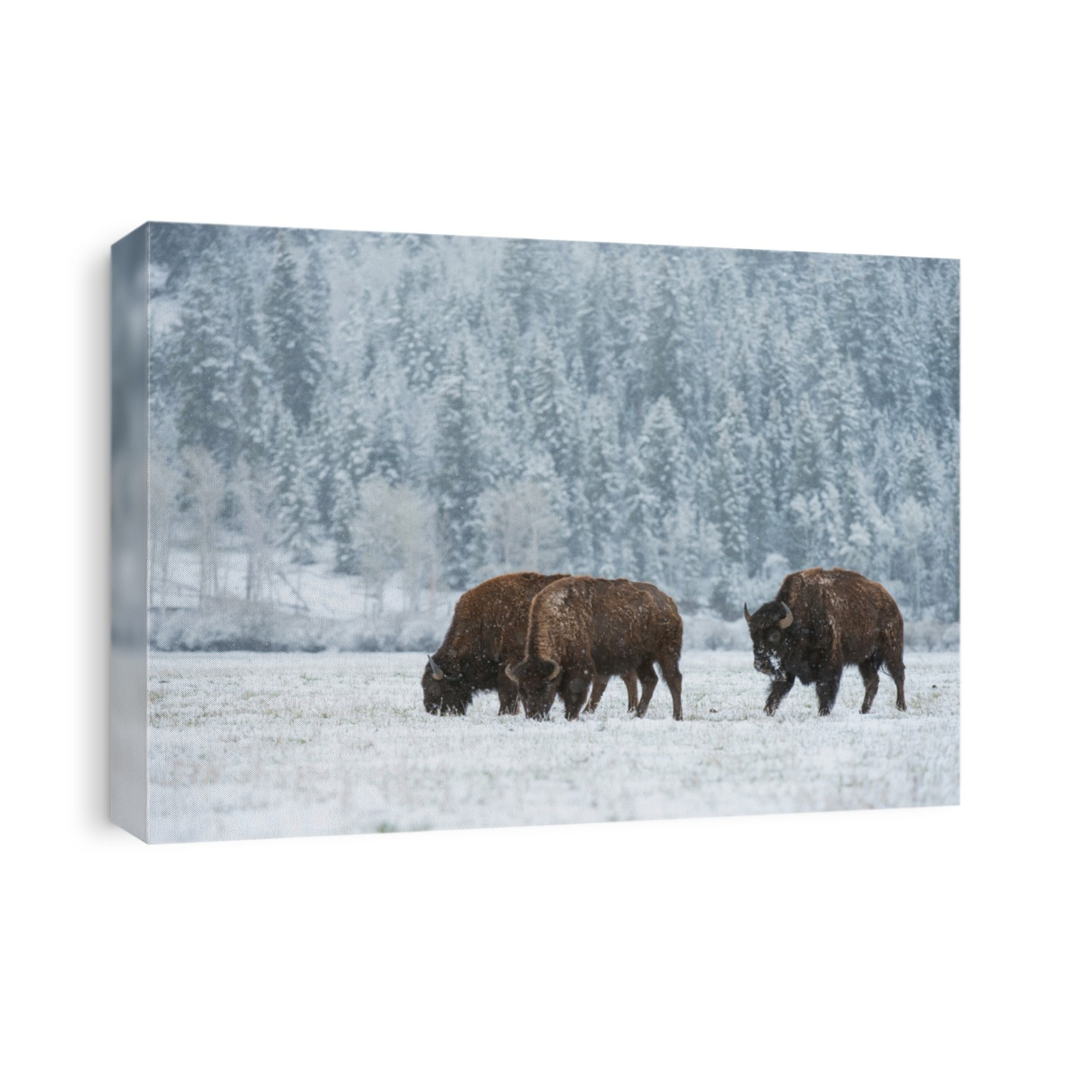 Wild Bison graze through snow in the Teton foothills of Wyoming