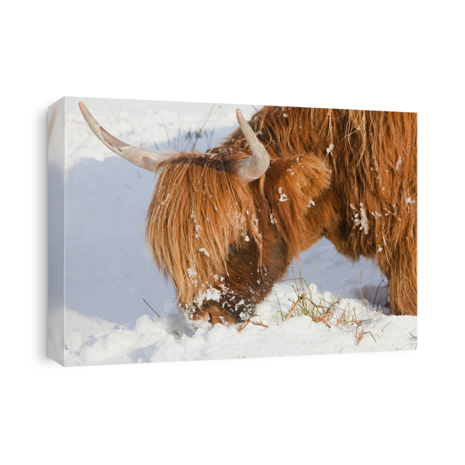 Highland cattle grazing off Kirkstone Pass in the Lake District, UK.