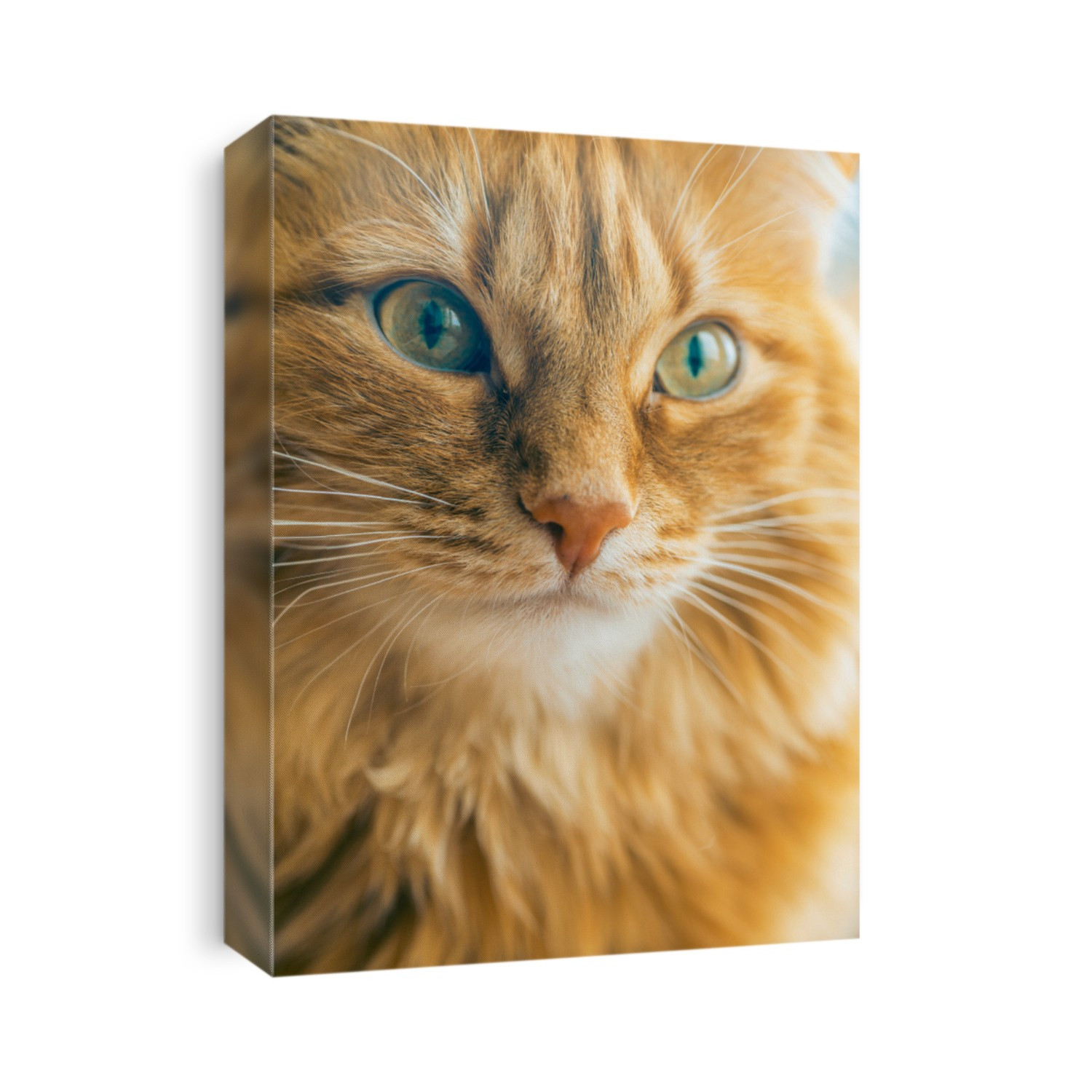 Portrait of Brown Cat, Red Tabby Male Cat, Ginger Long Hair Cat