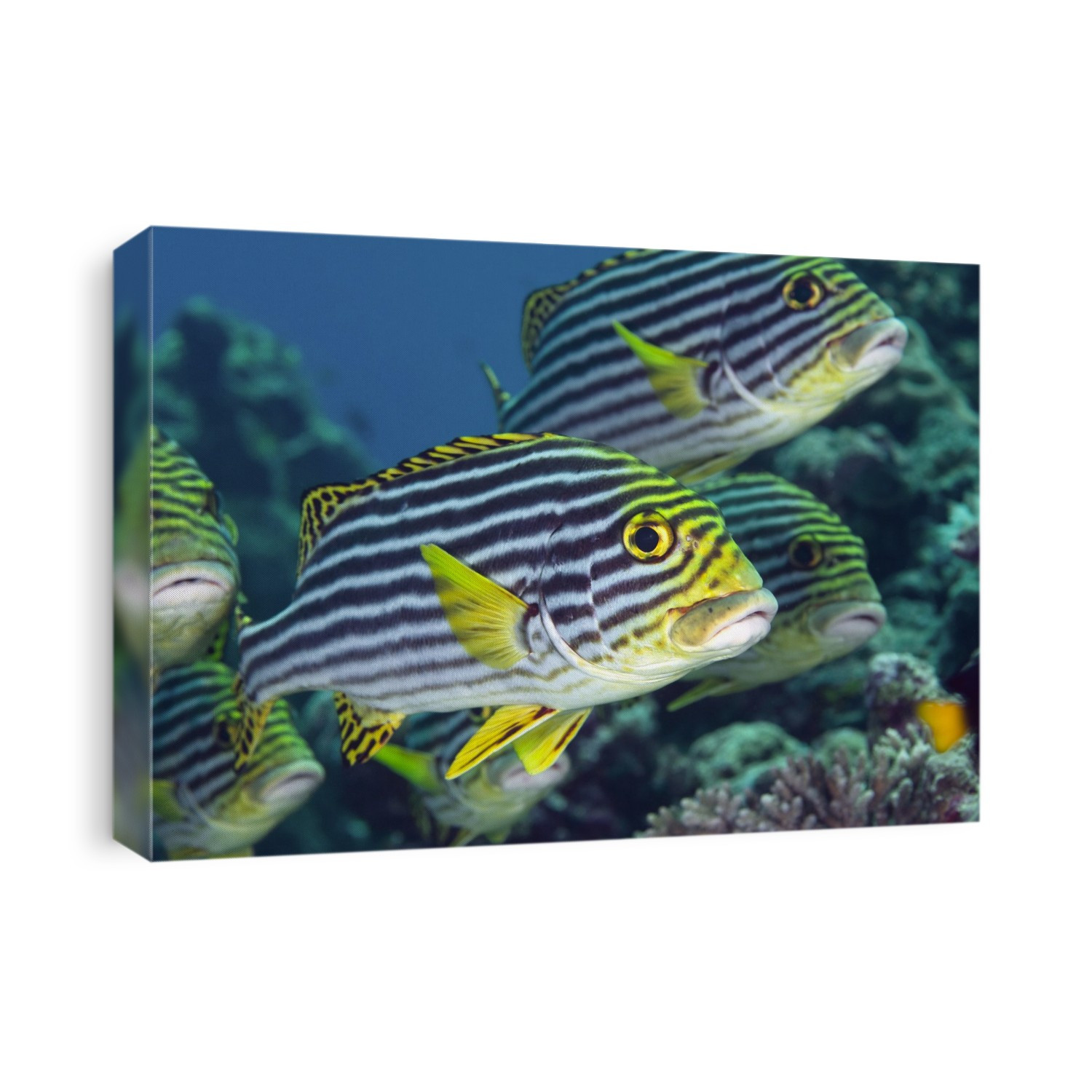 Oriental sweetlips (Plectorhinchus vittatus) swimming over a coral reef. Photographed at Vaavu Atoll, in the Maldives, an island nation in the Indian Ocean.