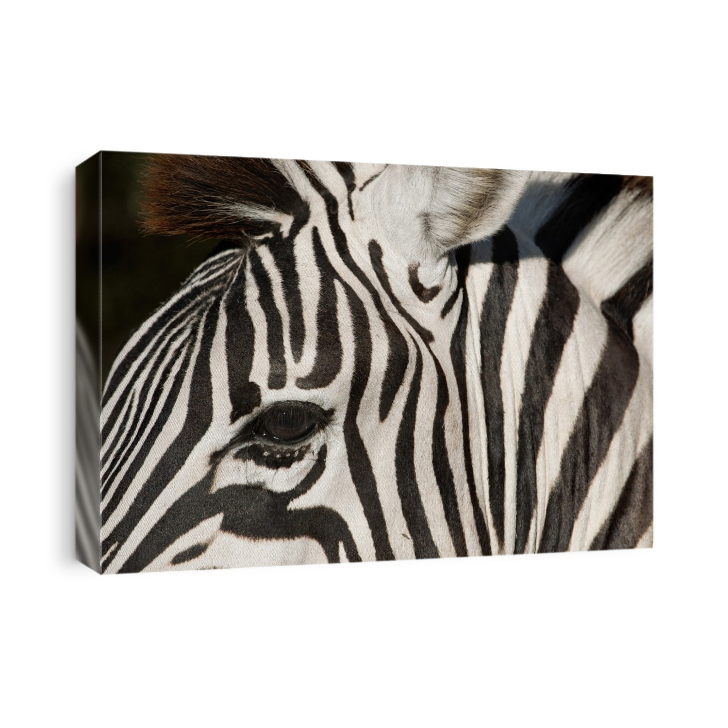 Zebra. Close-up of a zebra (Equus quagga), showing one of its eyes and its black and white stripes. Photographed in the Etosha National Park, Namibia.