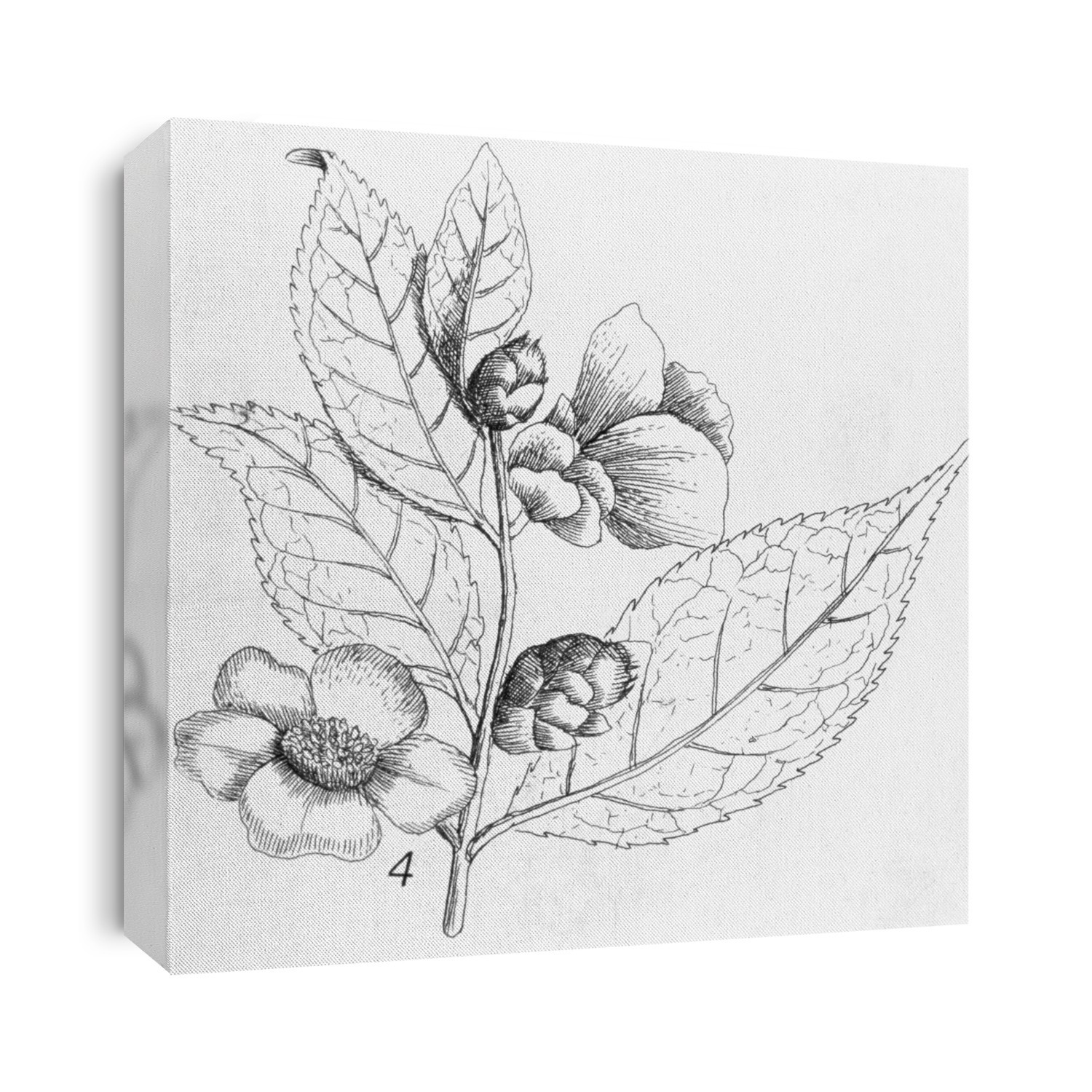 Tea (Thea chinensis) plant. Artwork from 'Gazophylacii Naturae' by James Petiver (1702).