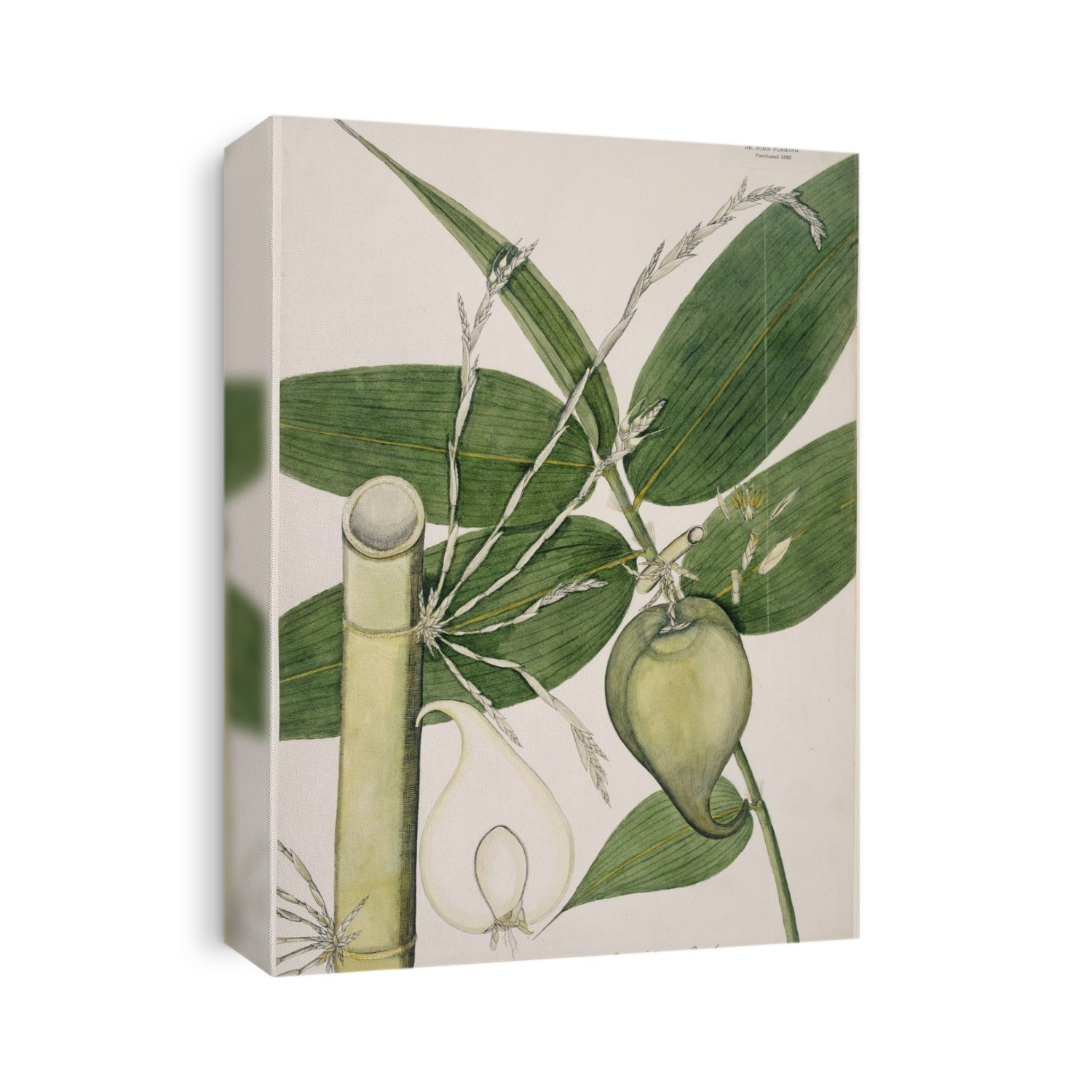 Berry bamboo (Melocanna baccifera). Illustration from the Fleming Indian Drawings Collection, 1800.