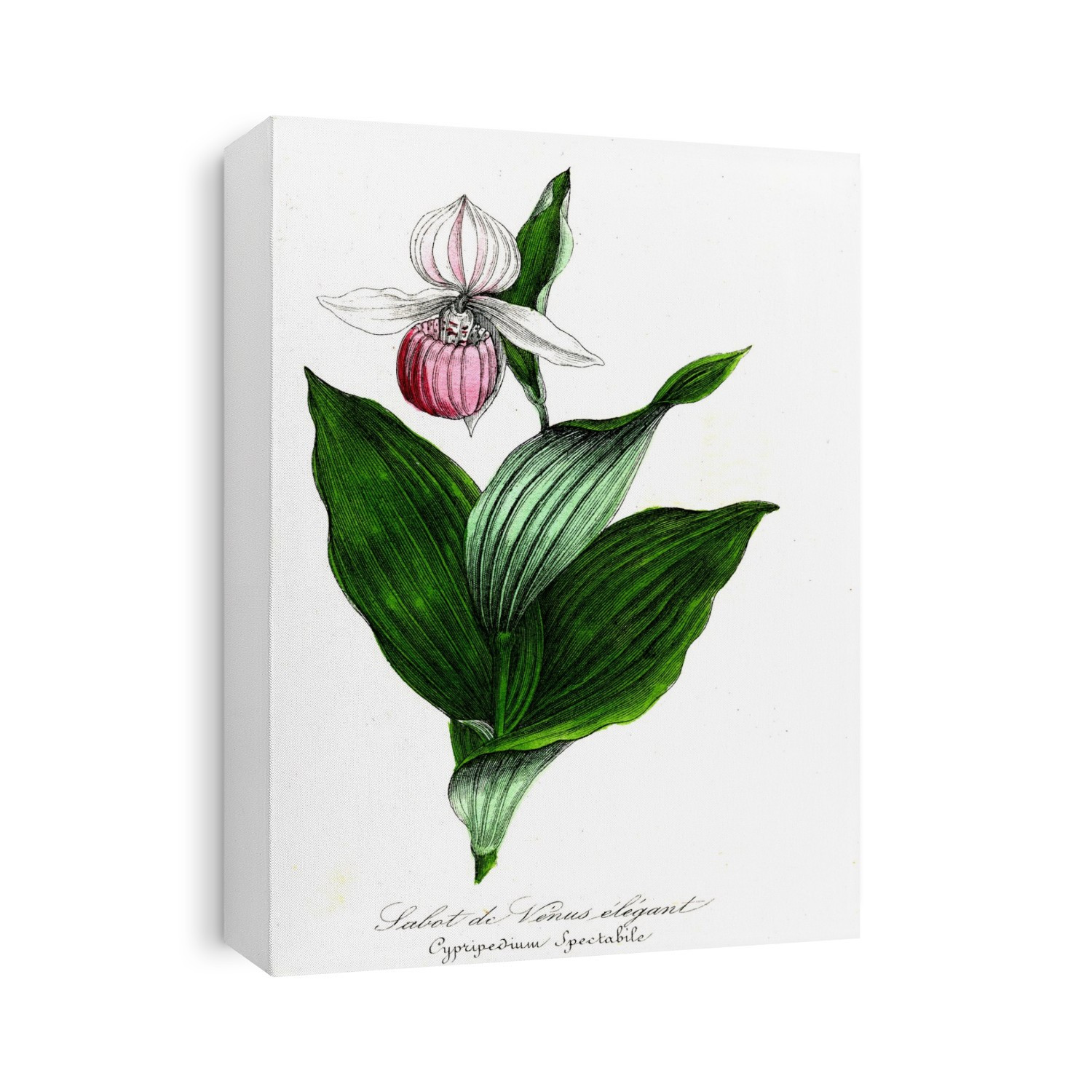 Lady's-slipper (Cypripedium spectabile) flower. 1855 French illustration of leaves and a flower from a showy lady's-slipper orchid plant.
