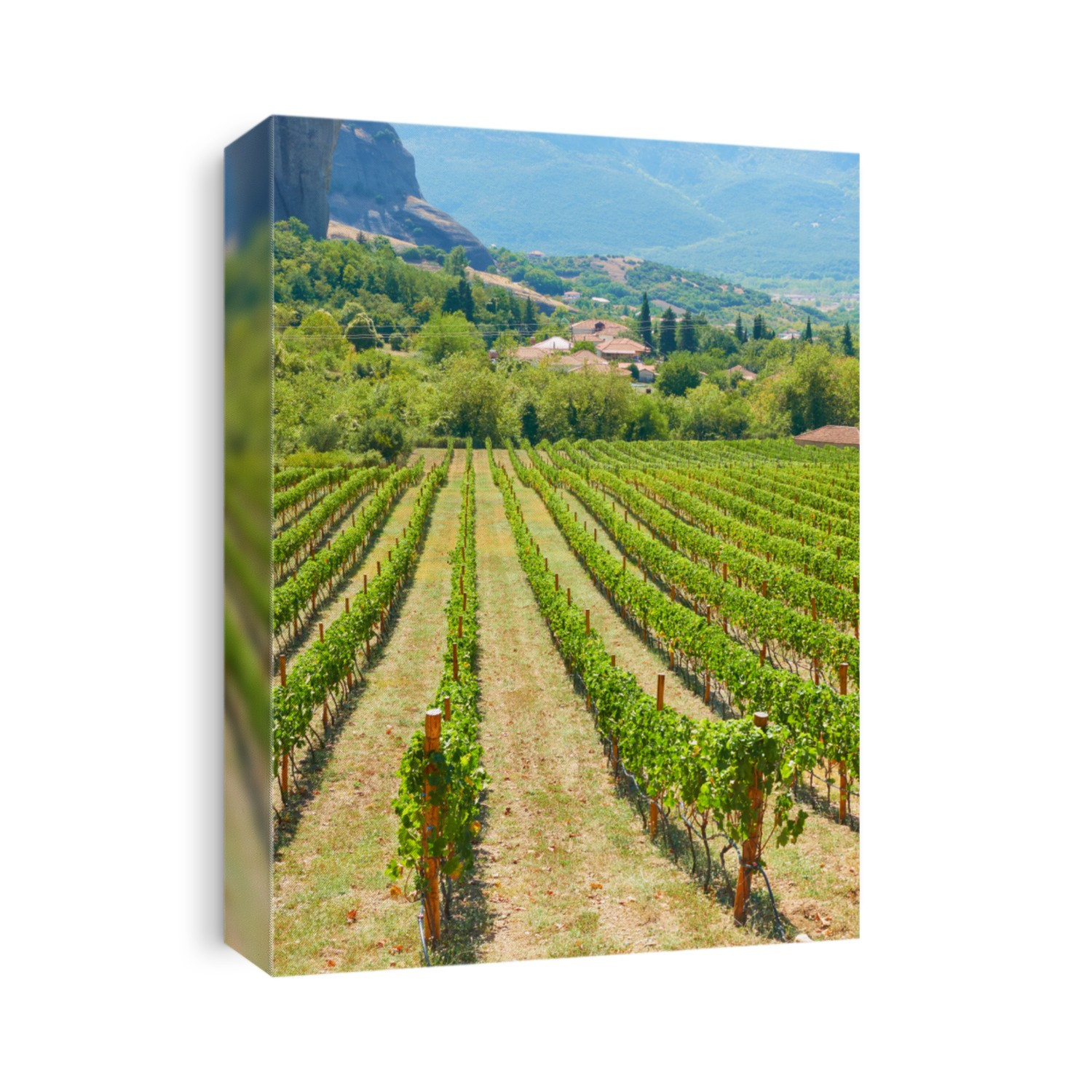 Panoramic view of vineyard - Rural landscpe