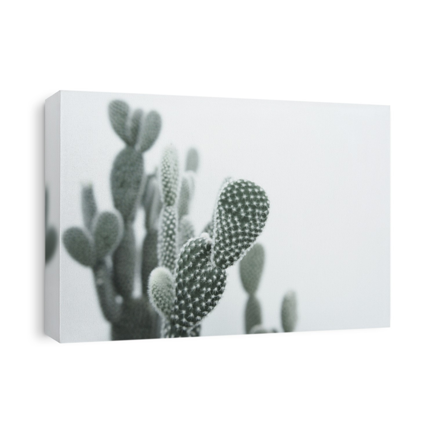 Cactus,succulent for collection