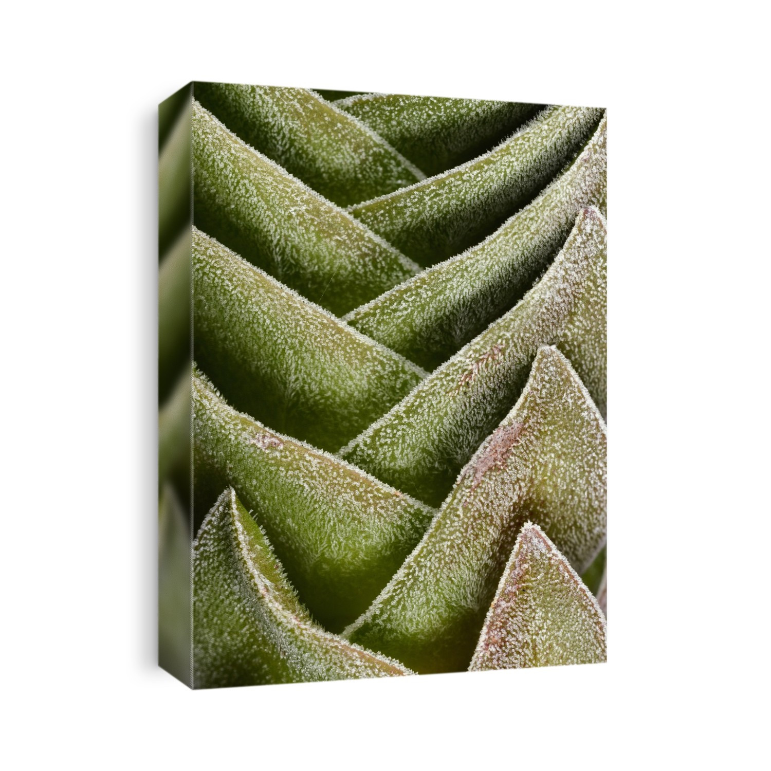 Close-up abstract of the leaf of a succulent (Crassula columnaris 'Buddha's Temple'). Private collection, Cambridgeshire, UK.