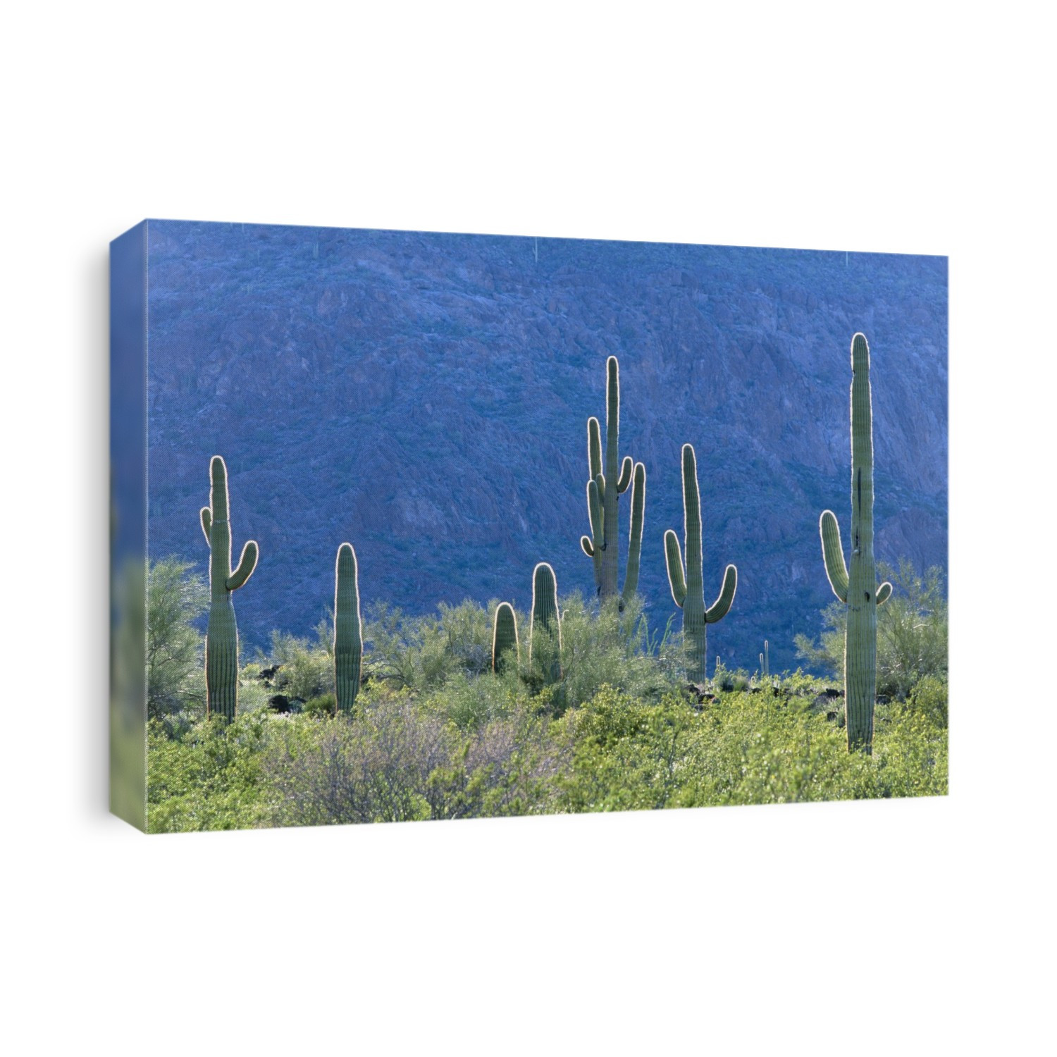 Desert flowers. View of giant saguaro (or sahuaro) cacti (Carnegiea gigantea) back-lit by sunlight. Saguaro cacti are amongst the largest in the world. They can grow up to around 15 metres tall, and may have as many as 50 arms. Like many cacti, the saguaro blooms at night, relying on moths, bats and birds for pollination. Photographed in Organ Pipe National Monument, Arizona, USA.