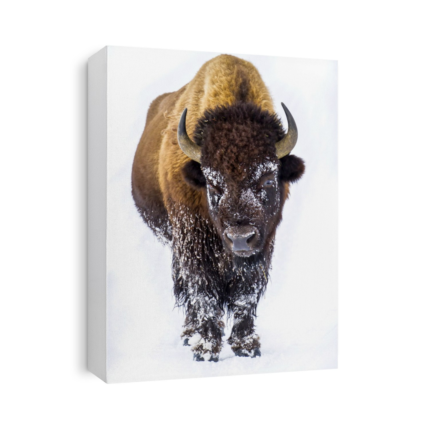Portrait of a buffalo, Bison bison.