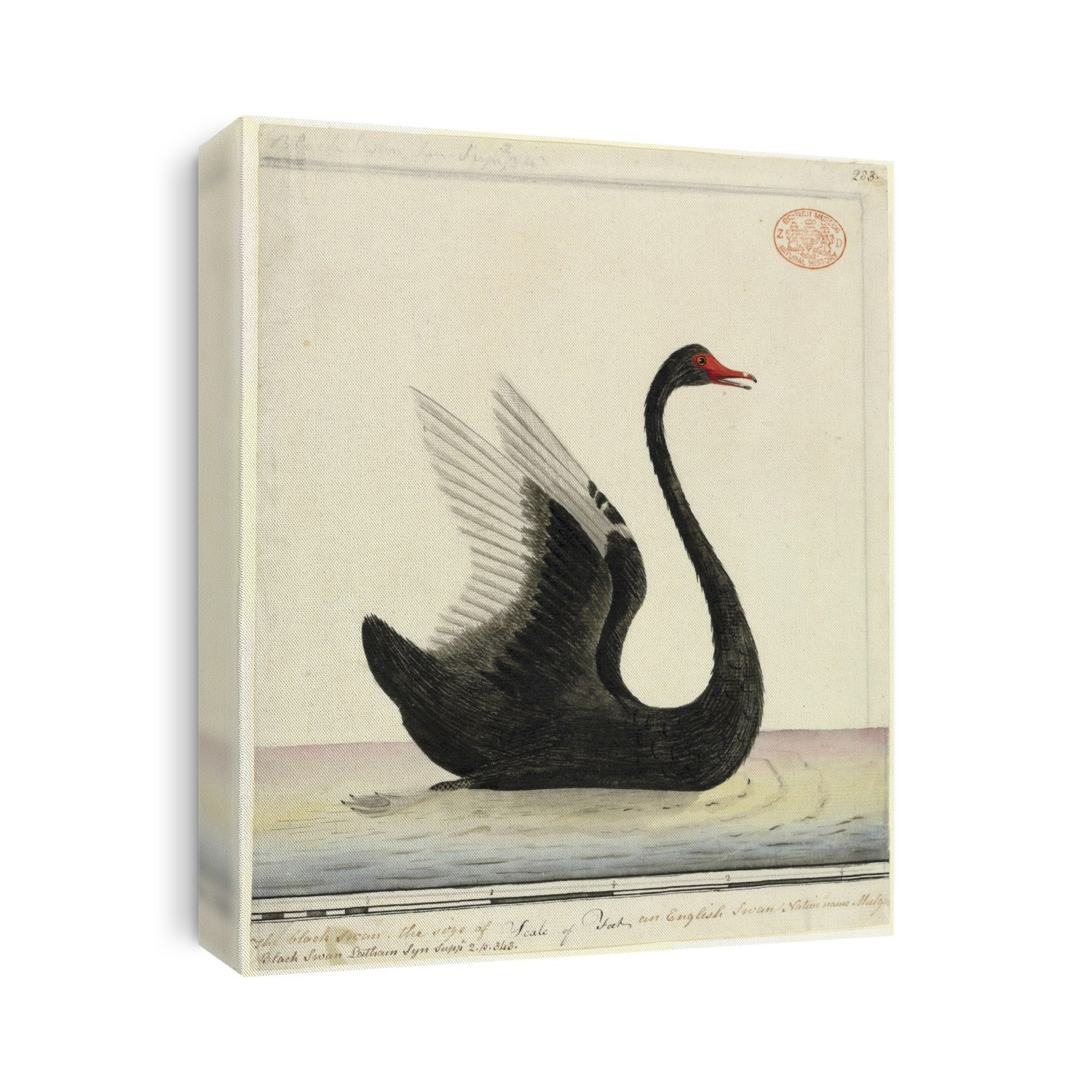 Watercolour 351 by the Port Jackson Painter from the Watling Collection.