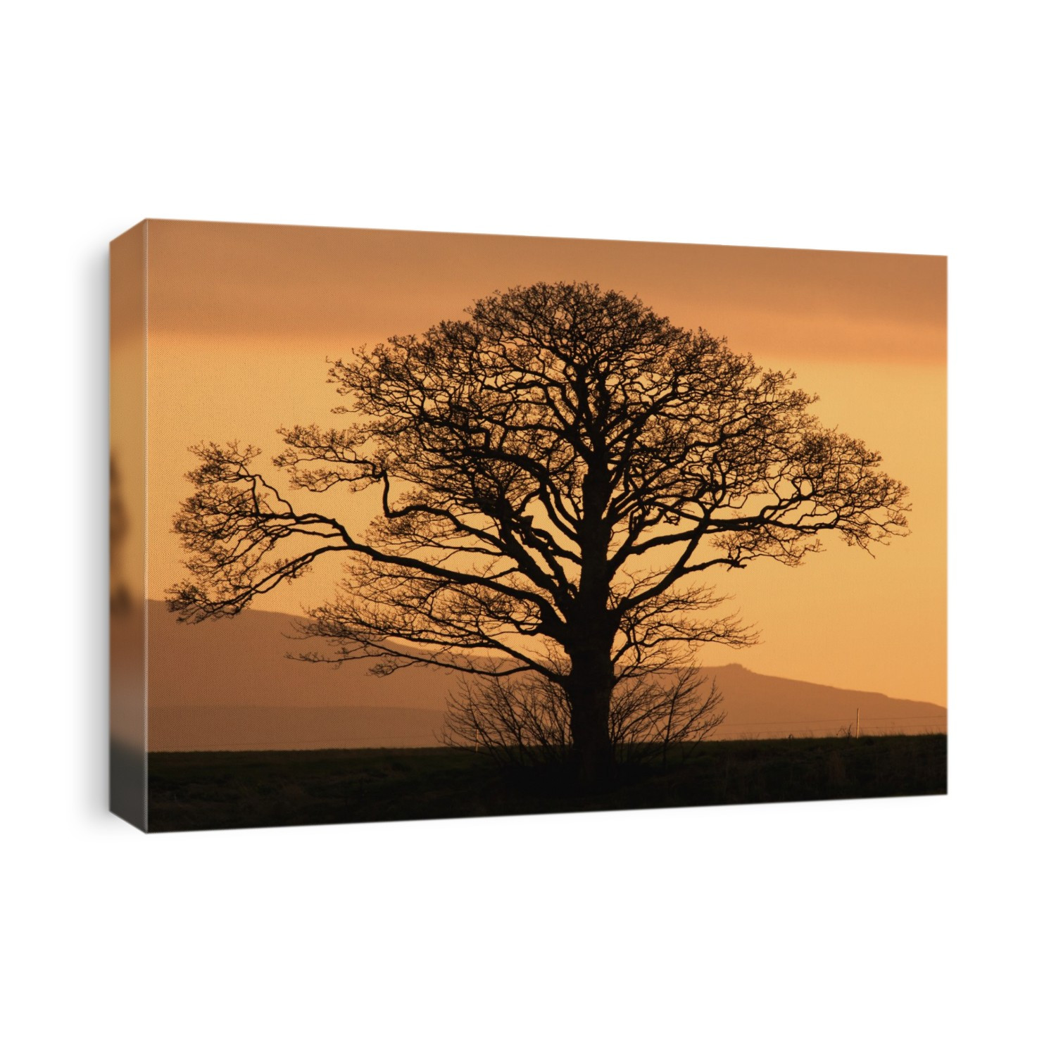 Silhouette of a tree at sunset; Northumberland england