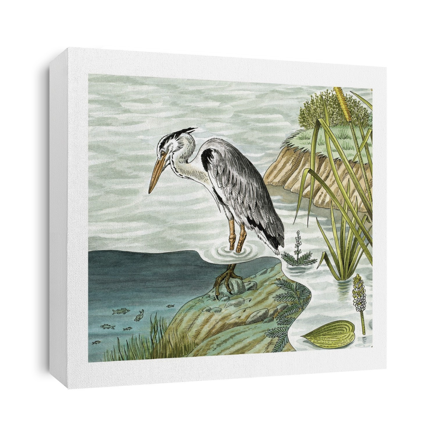 Grey heron fishing. Artwork of a grey heron (Ardea cinerea) waiting to strike its prey. This large heron is found throughout temperate regions of Europe and Asia, near estuaries, marshes, rivers and lakes. It feeds mostly on fish, which it spears with its long, dagger-like bill, but it also eats small mammals and young birds.