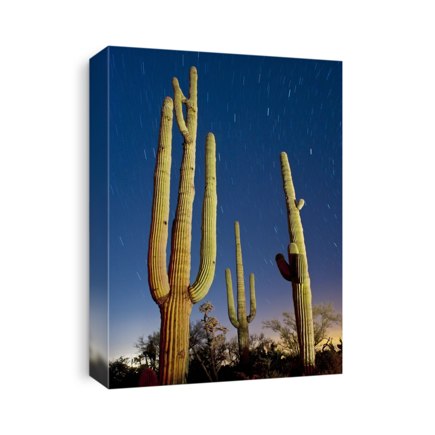 Moon setting over saguaro cacti (Carnegiea gigantea). Photographed in the Sonora Desert, Arizona, USA.