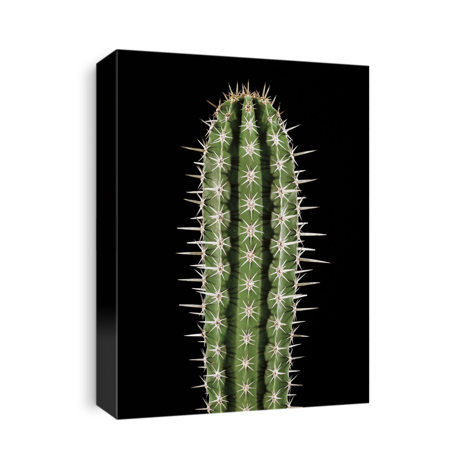 Polaskia chichipe cactus.