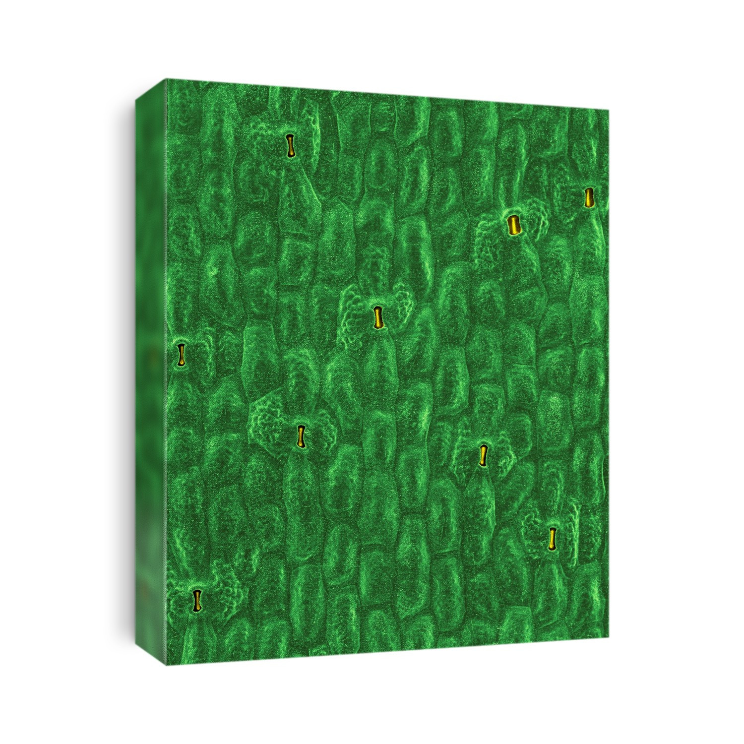 Stem surface of a prickly pear cactus (Opuntia spp.) showing sunken stomata, coloured scanning electron micrograph (SEM). Cacti typically have sunken stomata, which are an adaptation to drought conditions. An additional adaptation to a harsh environment is the fine covering of wax across the leaf or stem surface. Stomata (plural of stoma) are tiny openings in the epidermis of a plant that are surrounded by pairs of crescent-shaped cells, called guard cells (specialized parenchyma cells), that facilitate gas exchange. Stomata are present in the sporophyte generation of all land plant groups except liverworts. Prickly pear cacti typically grow with flat, rounded platyclades that are armed with two kinds of spines; large, smooth, fixed spines and small, hair like spines called glochids that easily penetrate skin and detach from the plant. Magnification: x34 when shortest axis printed at 25 millimetres.