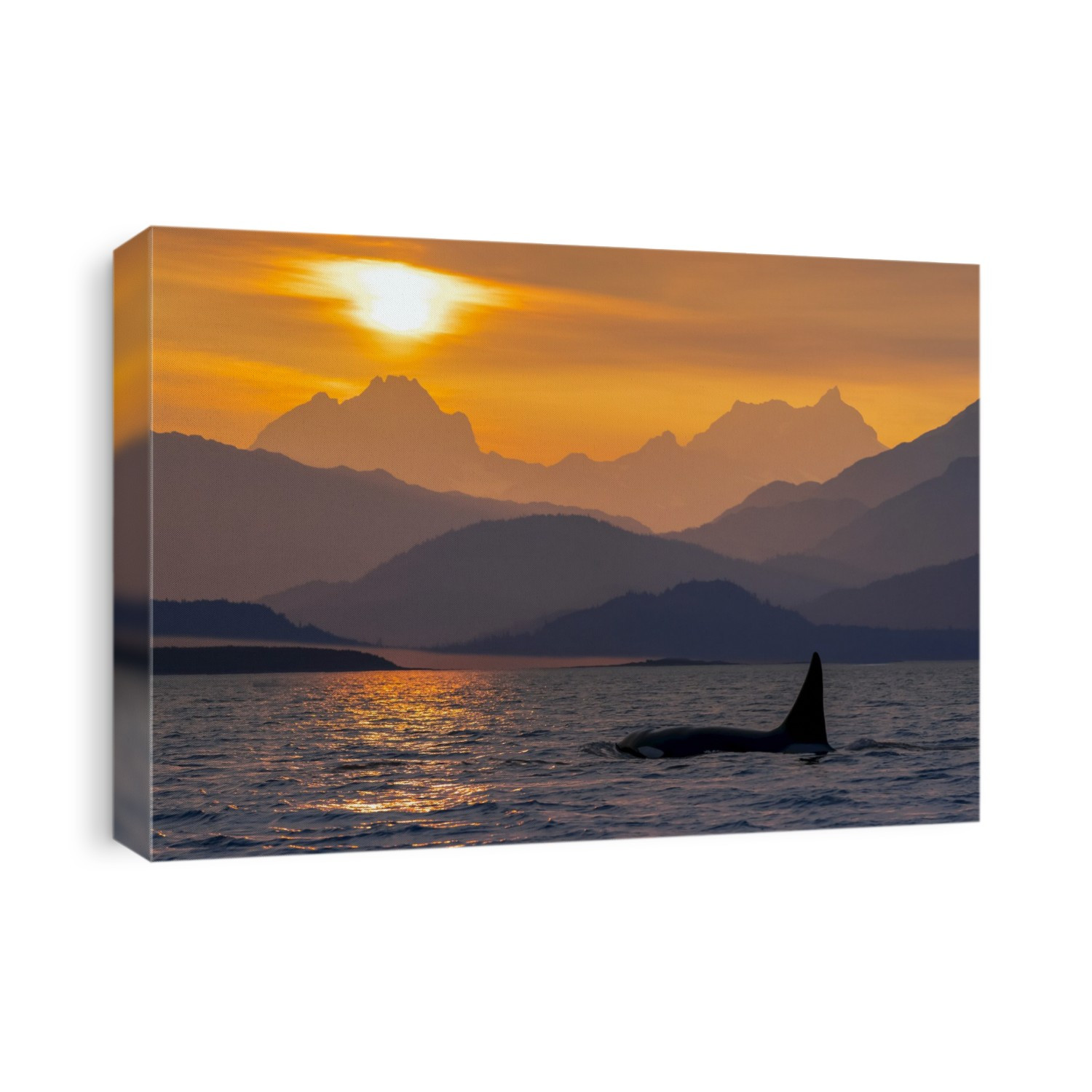 Orca whale (Orcinus orca) pod in Lynn Canal with Chilkat Mountains in the background, Southeast Alaska; Alaska, United States of America