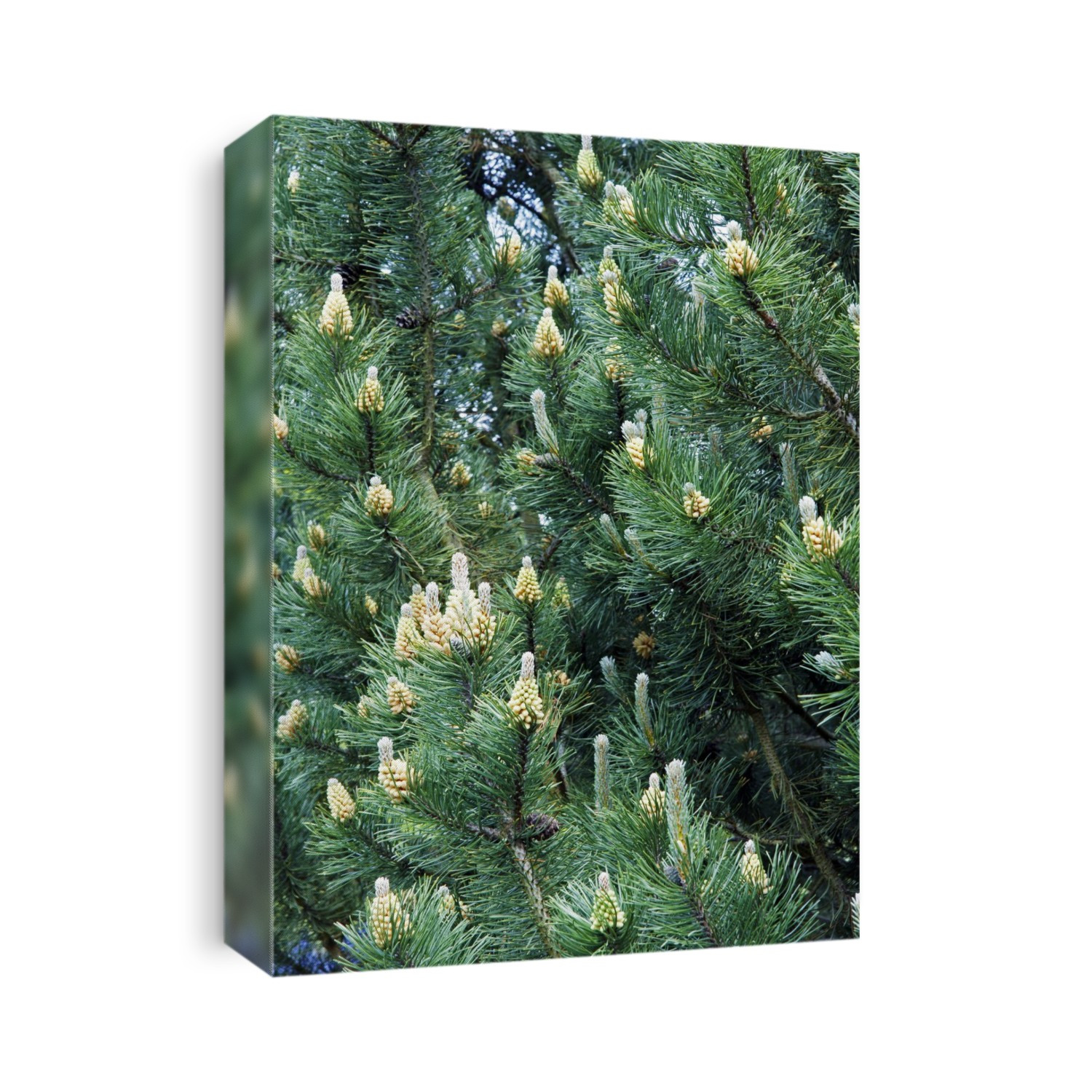 Mountain pine (Pinus mugo). Photographed at RHS Wisley, Surrey, UK, in May.
