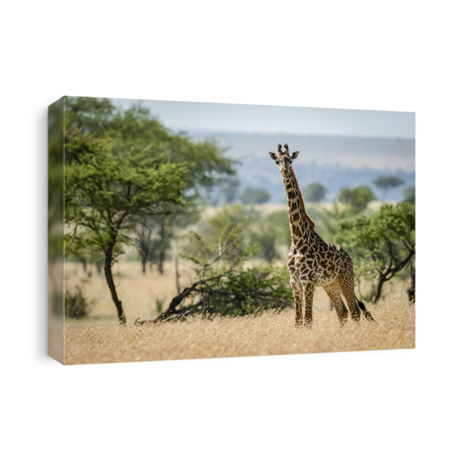 Masai giraffe (Giraffa camelopardalis tippelskirchii) stands in grass by trees, Serengeti National Park; Tanzania