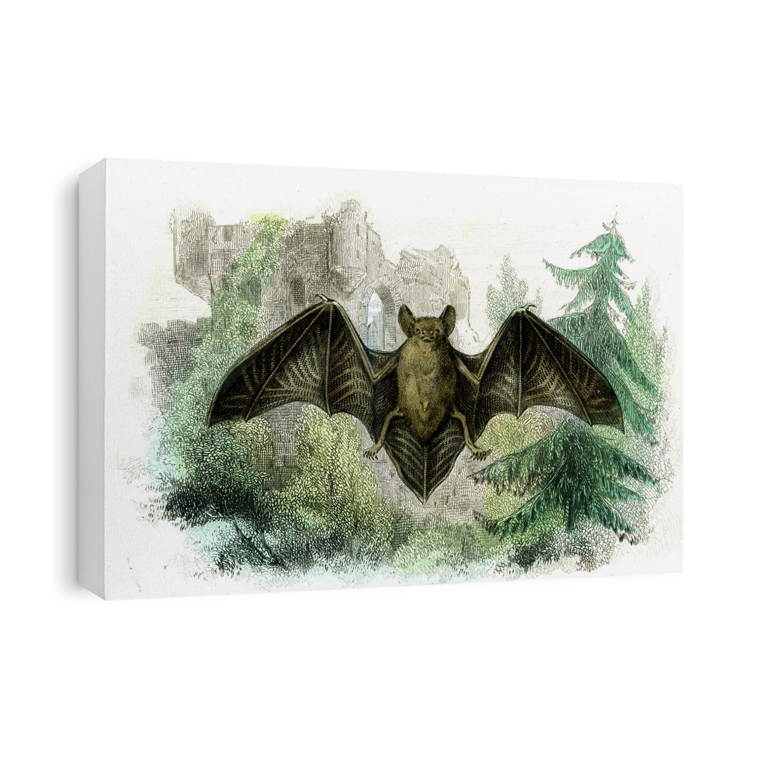 Bat. 1859 illustration of a bat (order (Chiroptera).