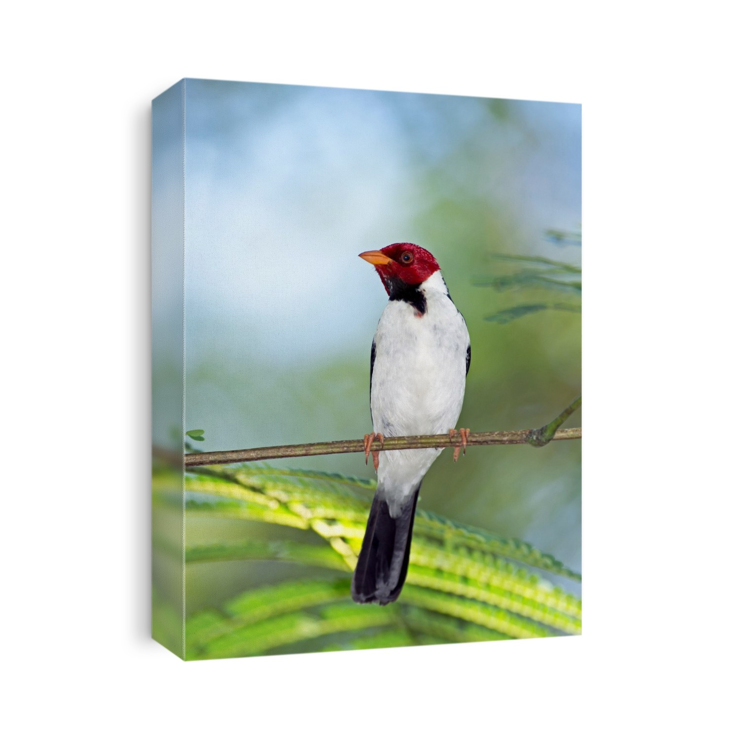 Yellow-billed cardinal perched on a plant. The yellow-billed cardinal (Paroaria capitata) is found in Brazil, Paraguay, Bolivia and northern Argentina, and has been introduced on the island of Hawai'i. It breeds in moist shrubland. Photographed in the Pantanal, Brazil.