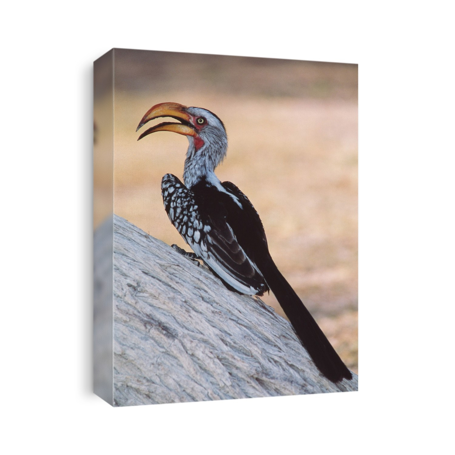 Yellow-billed hornbill (Tockus flavirostris) perching on a tree. Hornbills have a long curved bill and long rounded wings. This bird, one of the smallest of the hornbills, can reach over half a metre in height. It is an omnivorous bird, feeding on insects and plant matter. Though it is clumsy in flight, it catches termites on the wing and pursues grasshoppers along the ground. When breeding, the female is walled-up in the nest hole and fed by the male. The yellow-billed hornbill is found throughout the jungles and scrublands of Africa below the Sahara. Photographed in the Etosha National Park, Namibia.