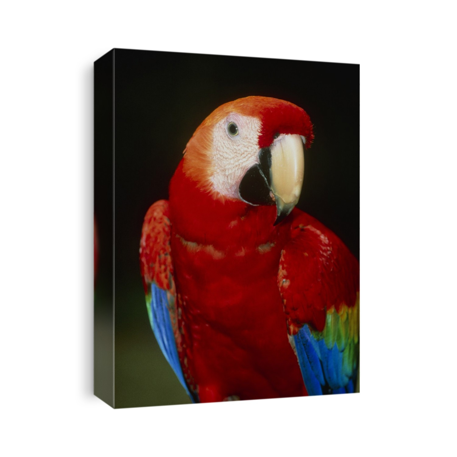 Scarlet macaw. View of the head and chest of a scarlet macaw (Ara macao). The scarlet macaw lives in the forests of Central and northern South America. They live in large flocks, usually made up of several pairs of birds. They nest in holes in the trunks of forest trees. They eat a variety of foods, including fruits, seeds and nuts. They use their large, powerful beaks to crack open tough nutshells. These birds used to be very popular as pets, and were extensively hunted for export. They are famous for their mimicking ability, often being able to reproduce whole sentences. Photographed at the Marenco Biological Station, Costa Rica.