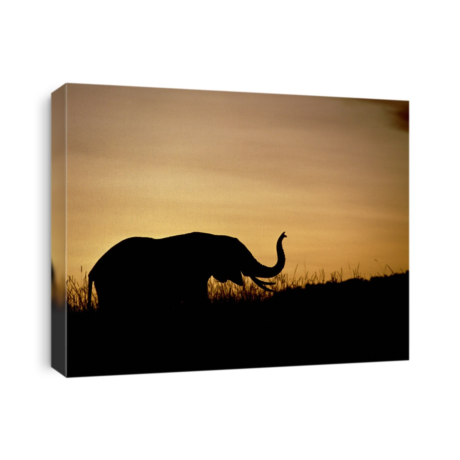 African elephant. View of an African elephant (Loxodonta africana) at sunset. It has raised its trunk to catch any scents on the air. The African elephant is the largest and heaviest land animal alive today. They can weigh over 7000 kilograms. They are herbivores which live in large social groups throughout the plains of central and eastern Africa. Their diet consists largely of grass, and occasionally leaves. The groups, which can number over 30 individuals, are led by a mature female. Sick and elderly elephants are cared for by healthy members of the herd, and the creatures may live to 70 years old. Photographed in the Masai Mara reserve, Kenya.