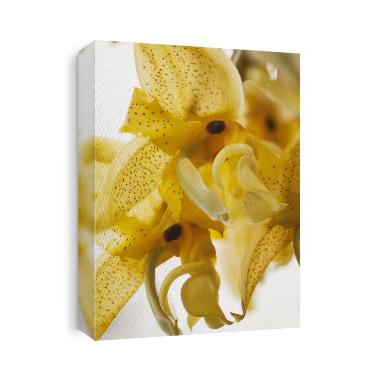 Stanhopea orchid flowers.